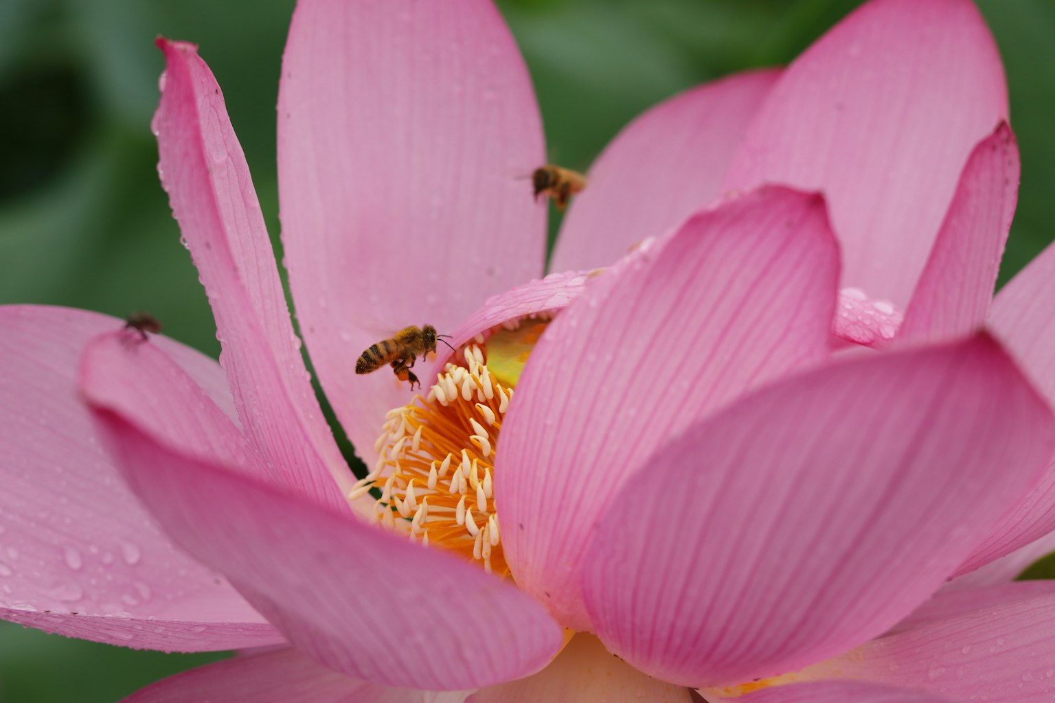 Close-up bunga teratai pink dengan lebah mengumpulkan nektar