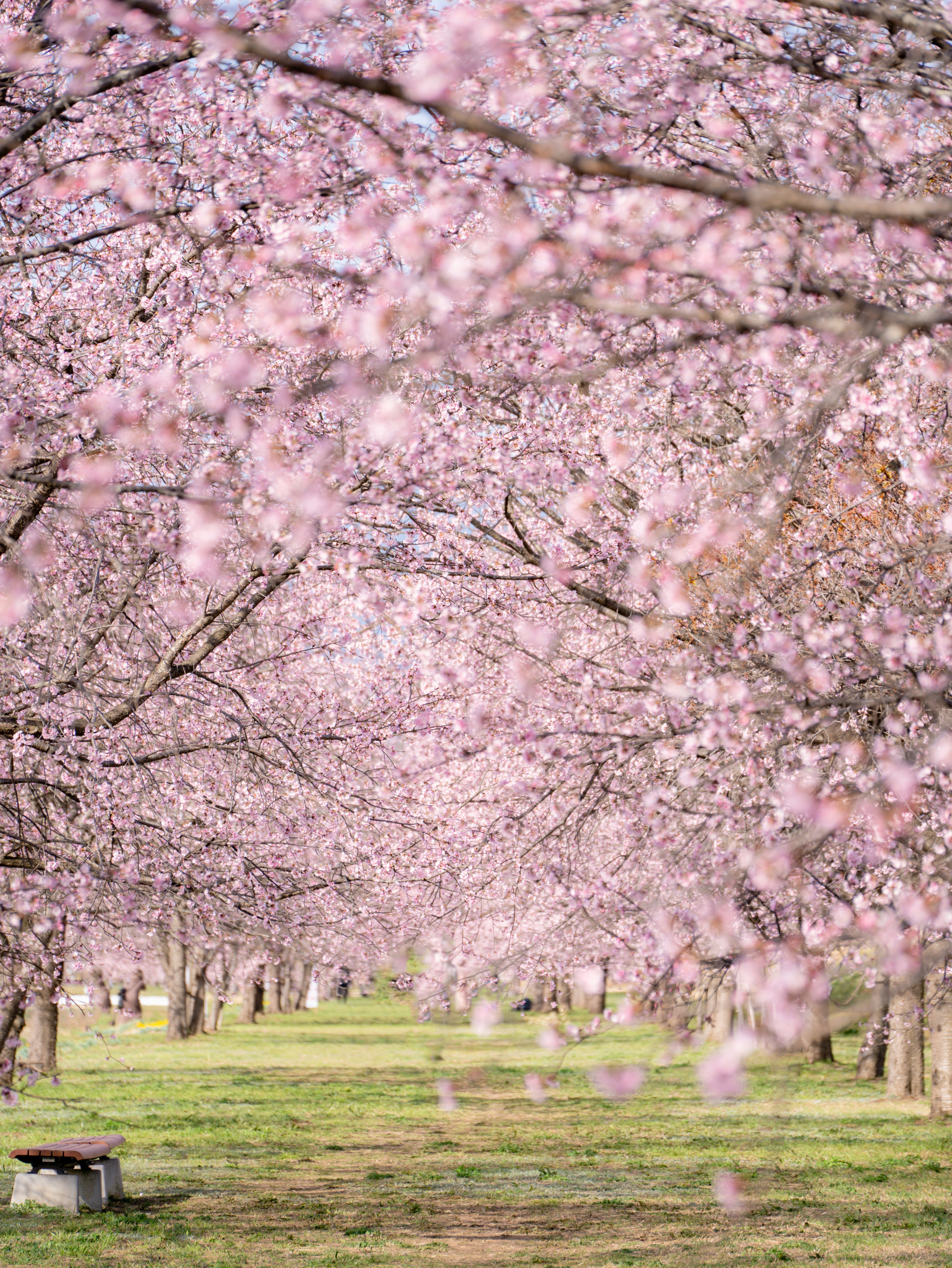 桜の花が咲き並ぶ公園の小道