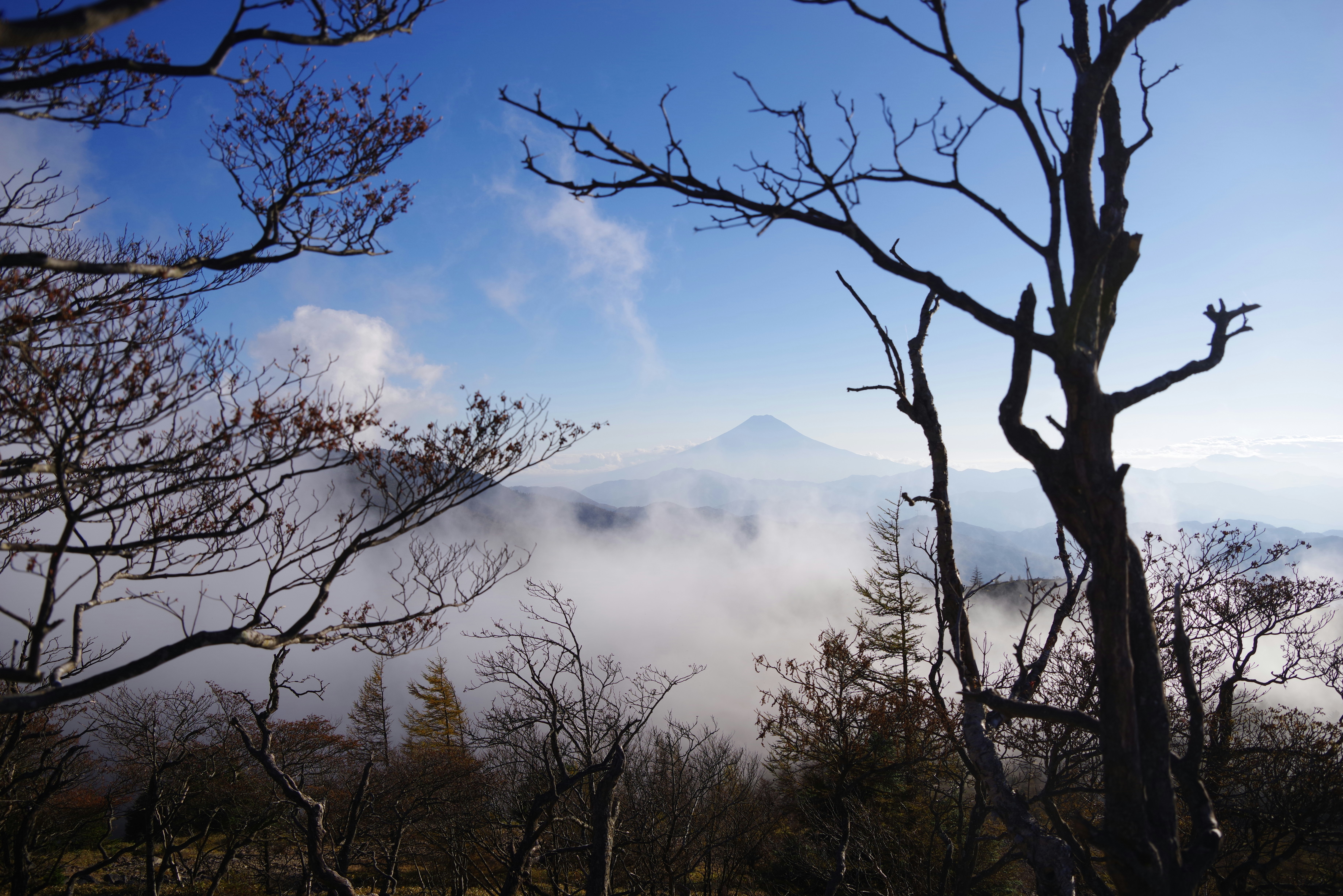冬季前夕的雾海山脊与枯树剪影