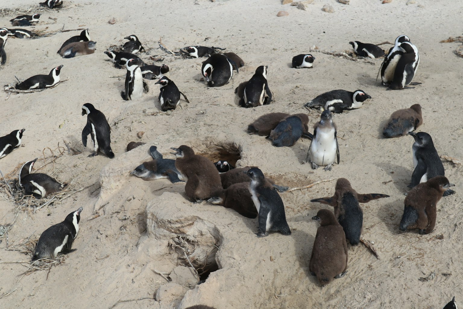 Un gruppo di pinguini su una spiaggia sabbiosa