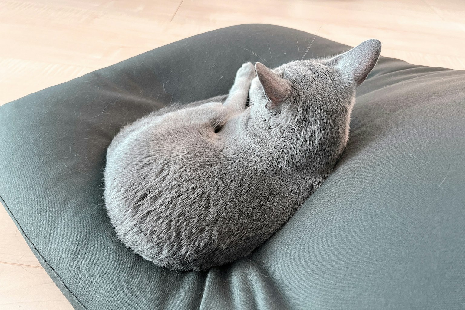 Un gato gris acurrucado en un cojín