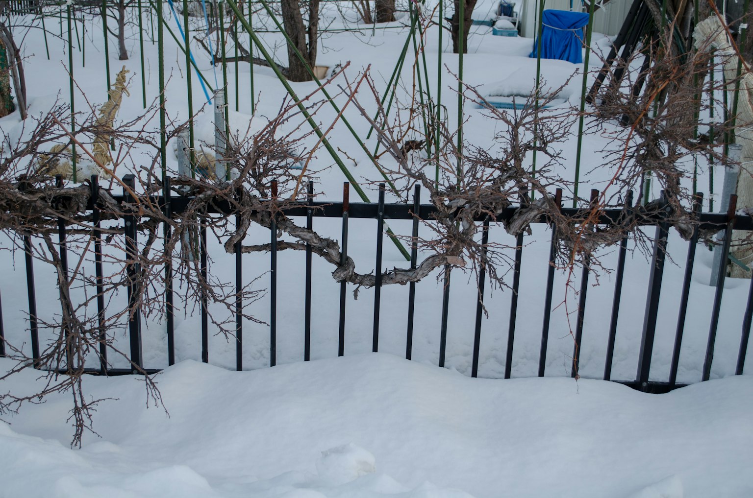 雪地中的黑色圍欄和光禿的樹枝