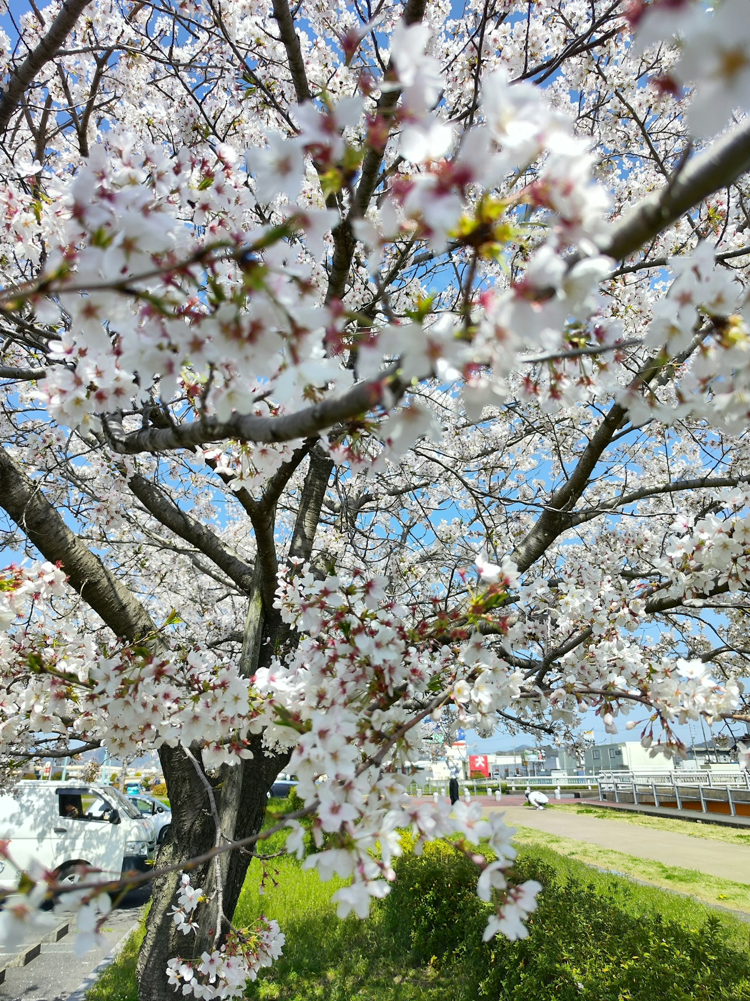 Gros plan d'un cerisier en fleurs sous un ciel bleu