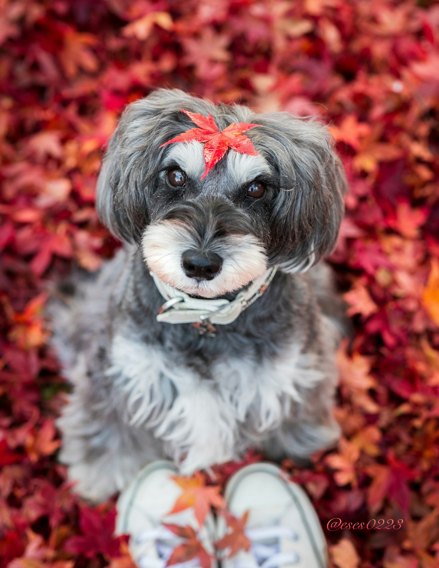 Hund sitzt zwischen bunten Herbstblättern mit einem Blatt auf dem Kopf
