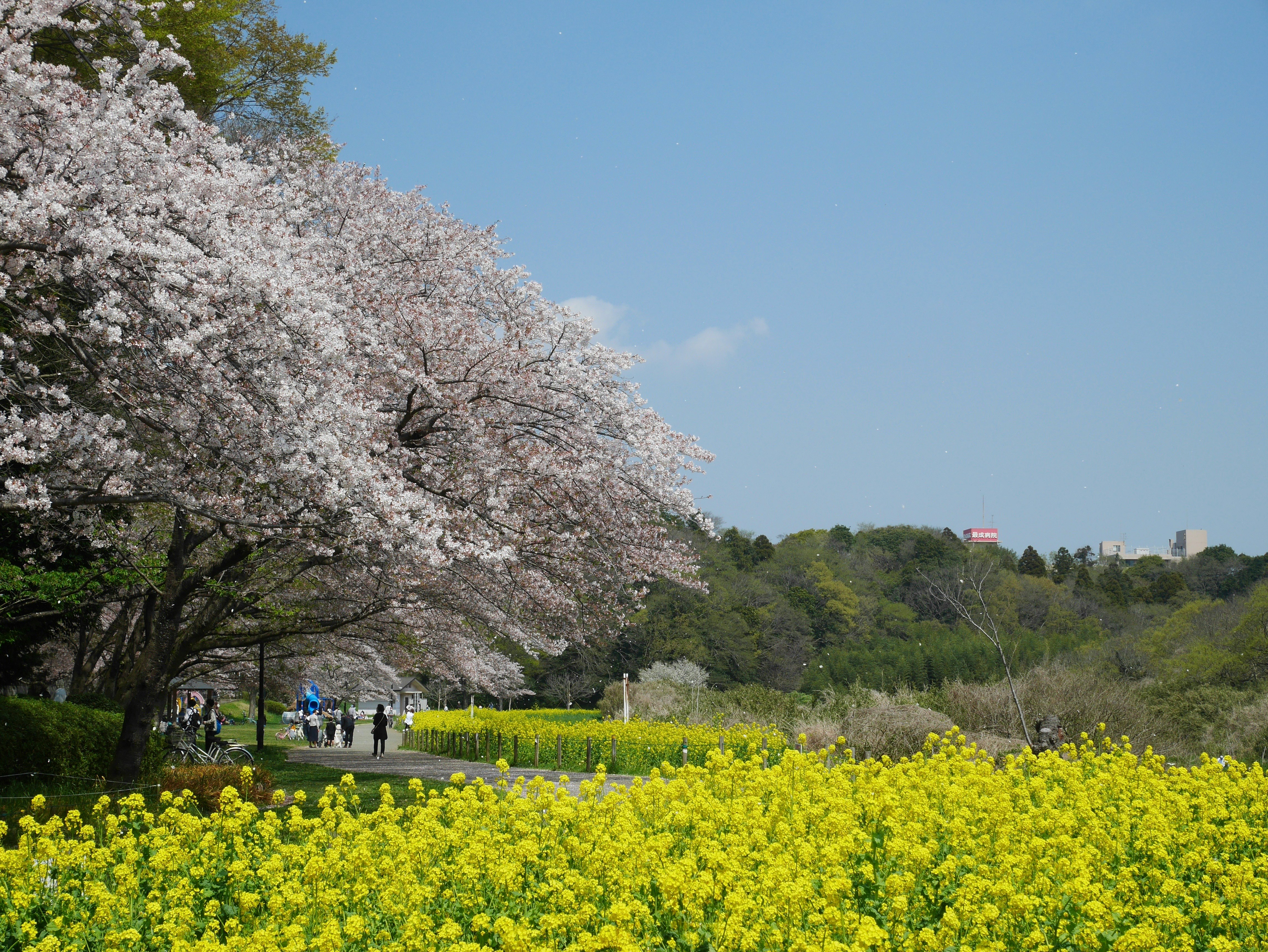 桜並木と菜の花畑が広がる春の景色