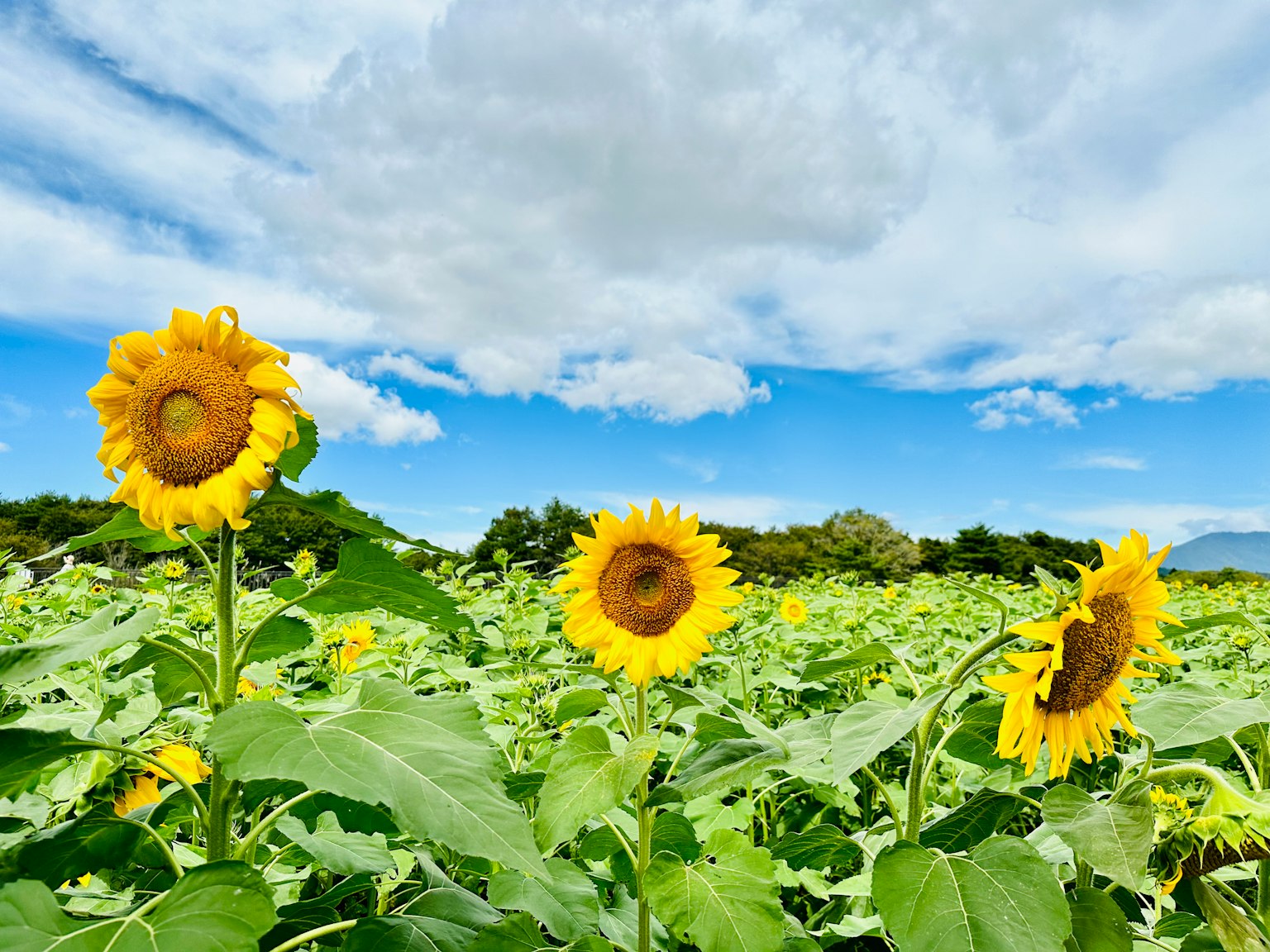 Sunflowers blooming under a blue sky with green leaves
