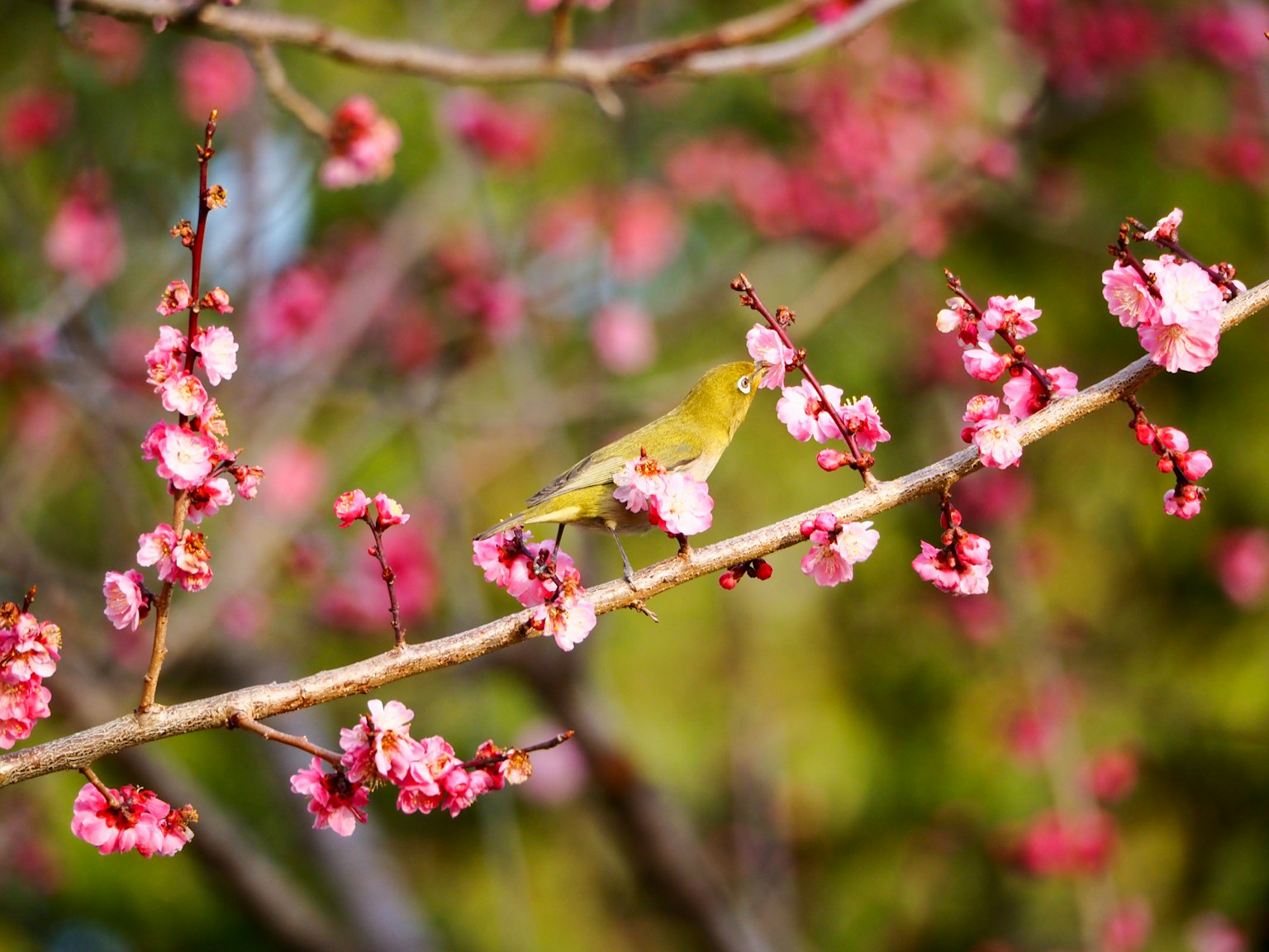 Un piccolo uccello posato su un ramo con fiori rosa