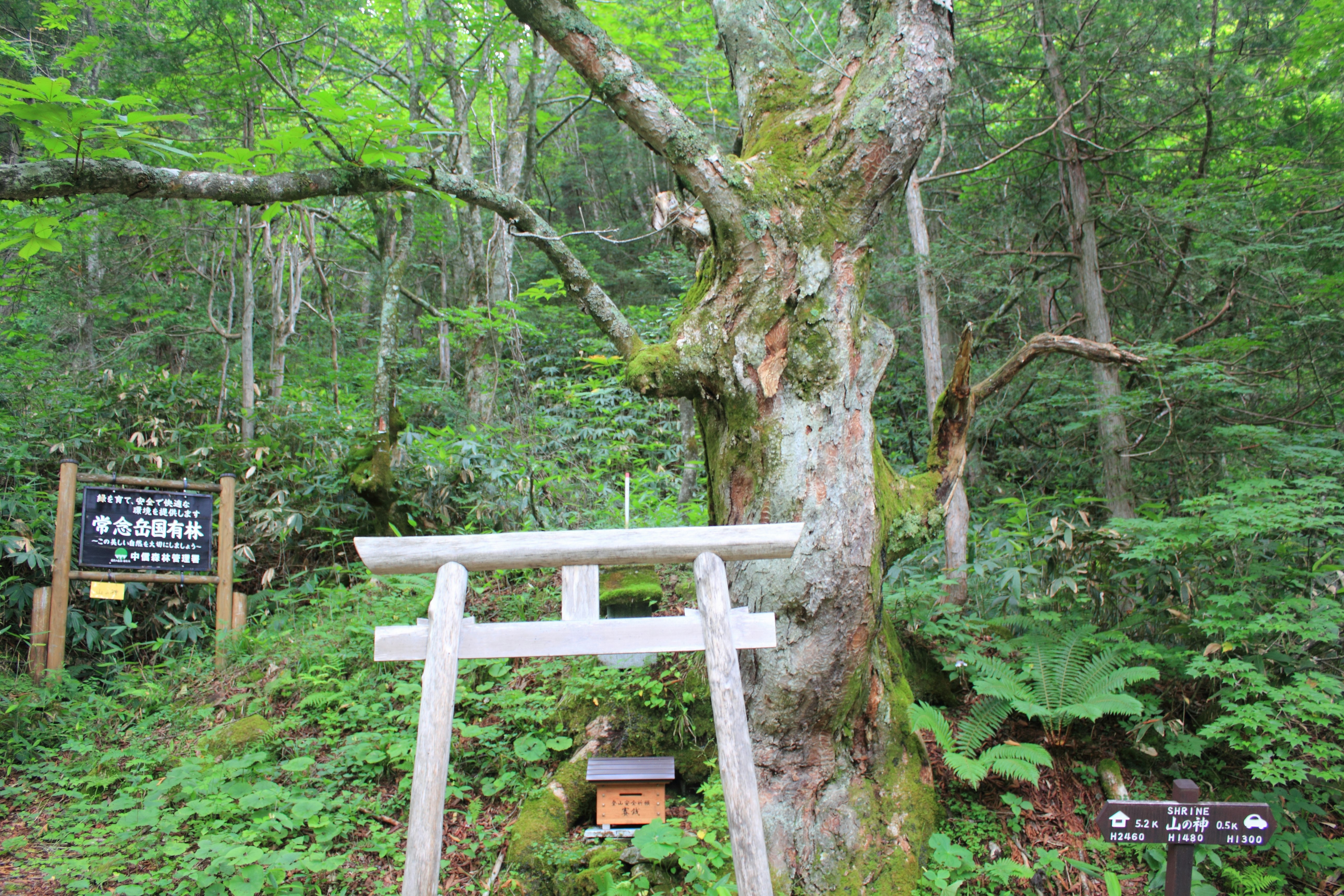森林場景，古老的樹和鳥居
