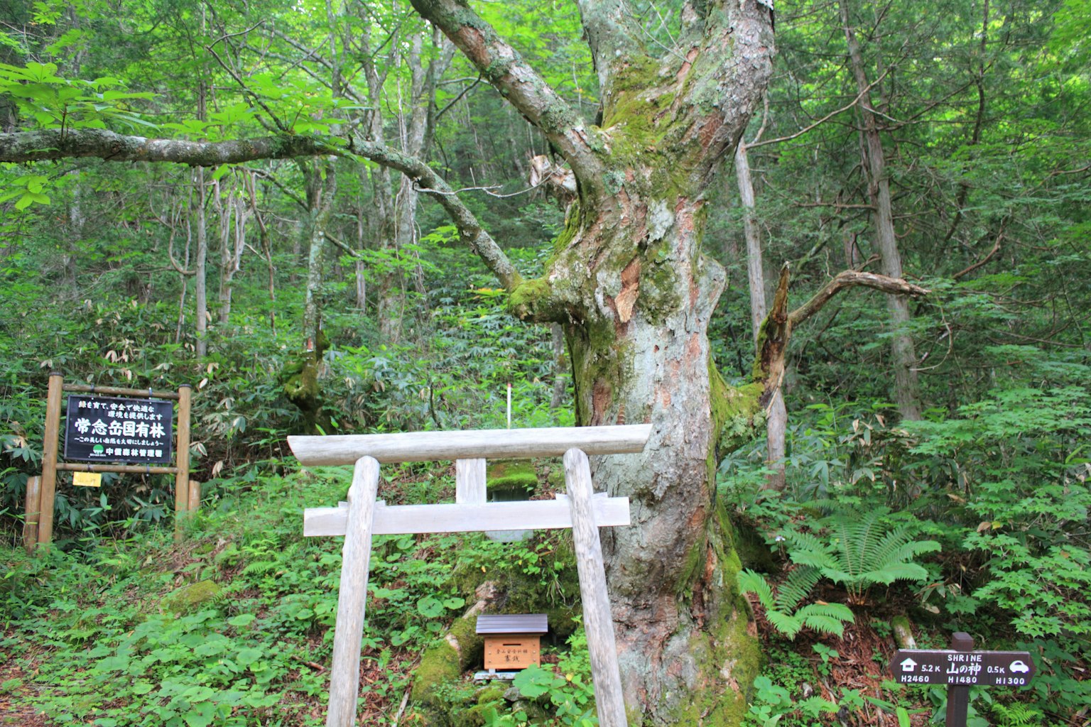 Cảnh rừng với cây cổ thụ và cổng torii
