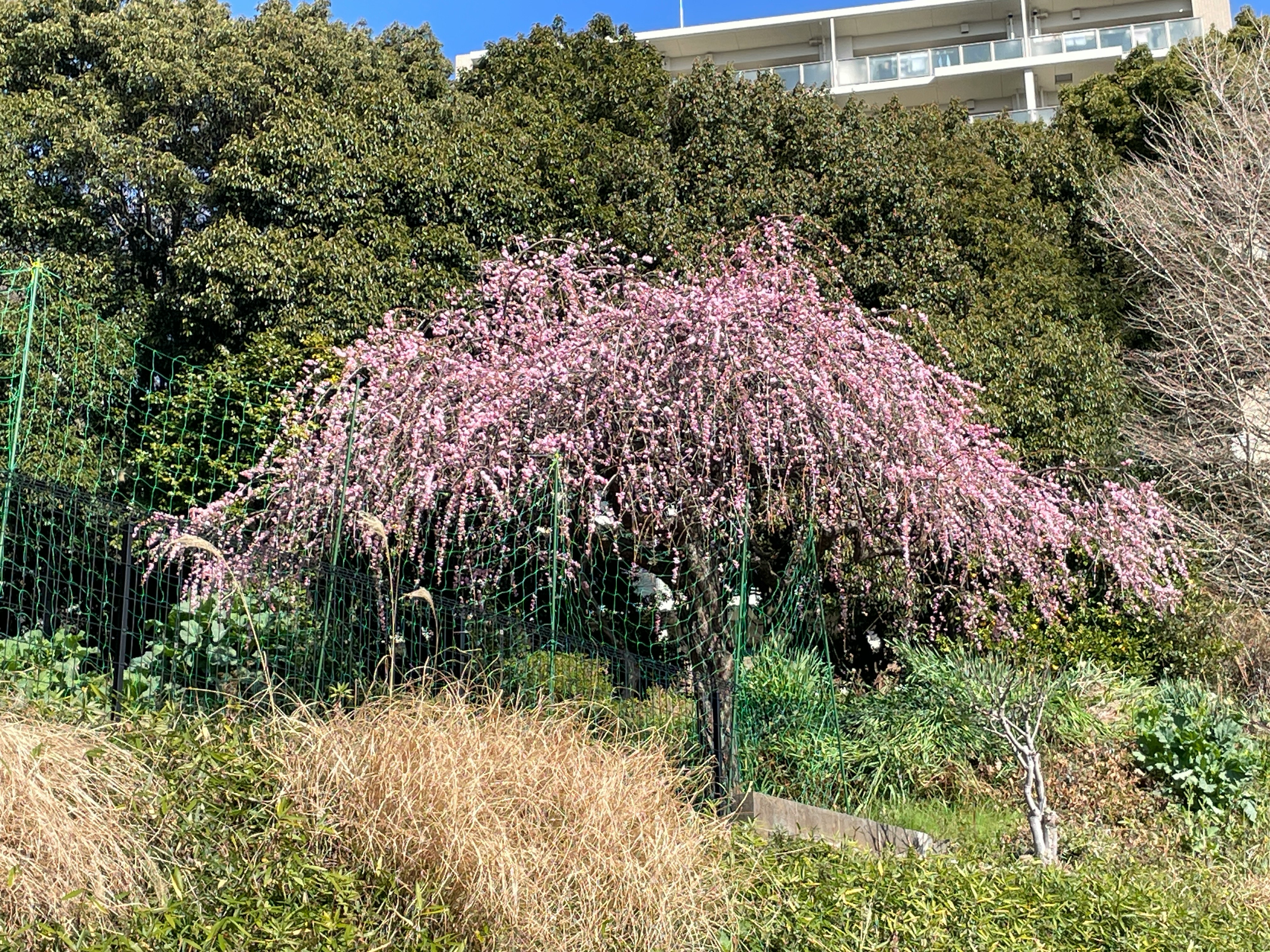 ピンクのしだれ花が咲く庭の小さな木