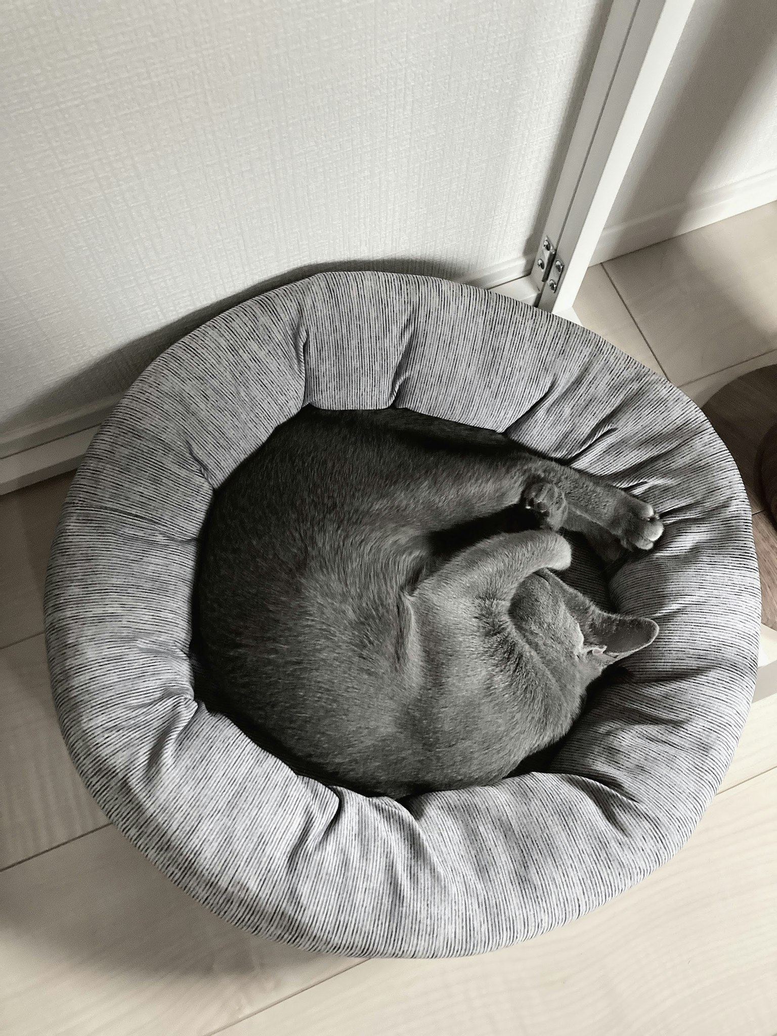 一只灰色的猫蜷缩在灰色宠物床上休息