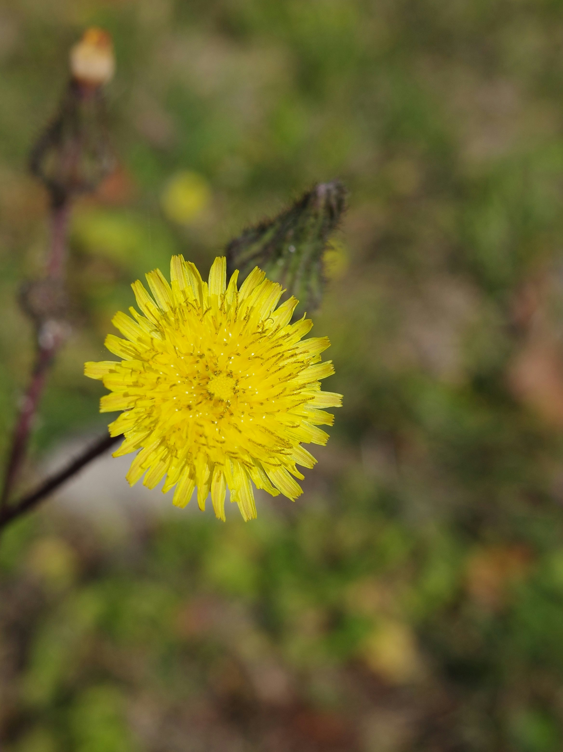 草むらに咲く黄色いタンポポの花