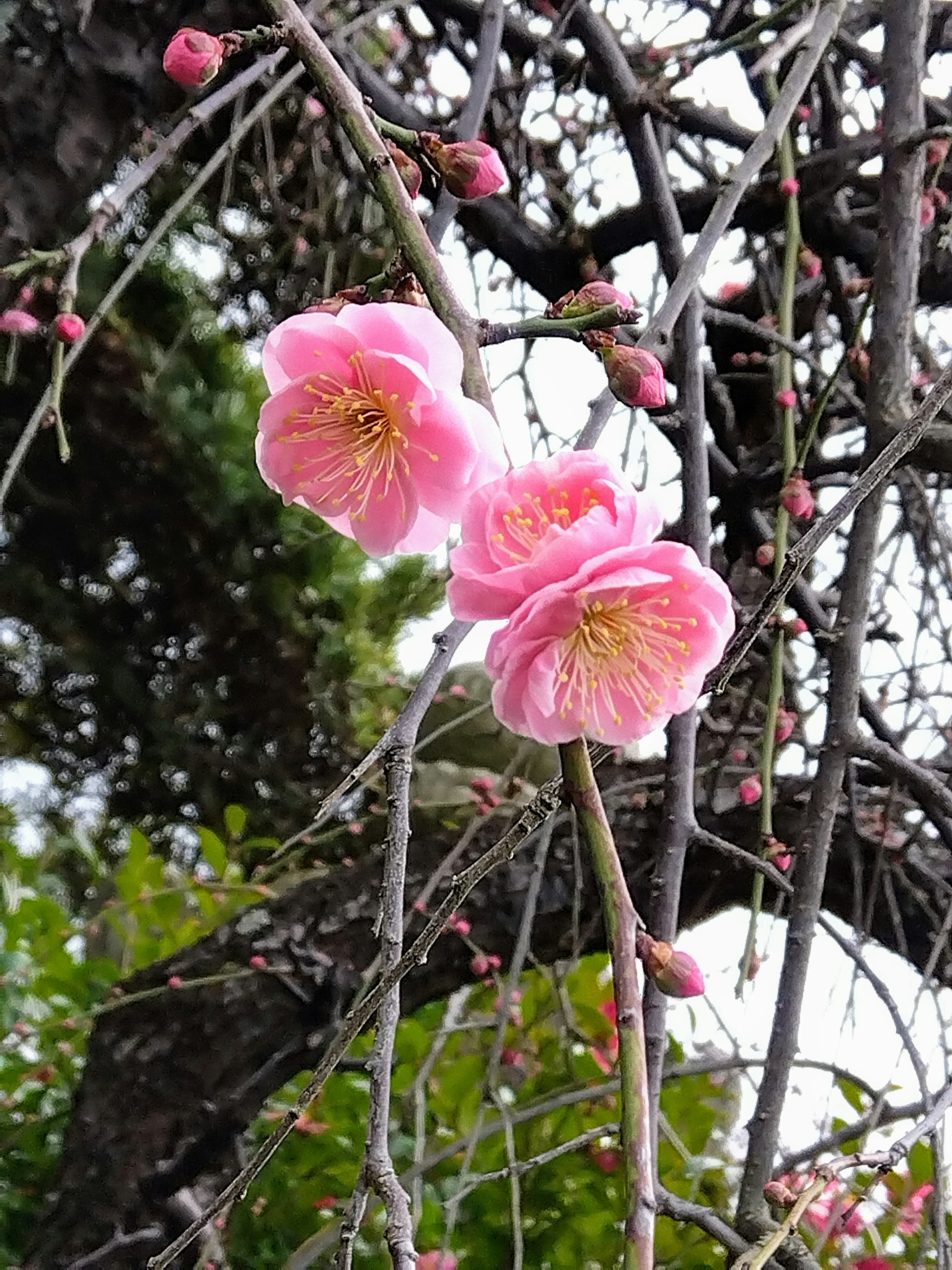 Nahaufnahme von Zweigen mit rosa Blüten