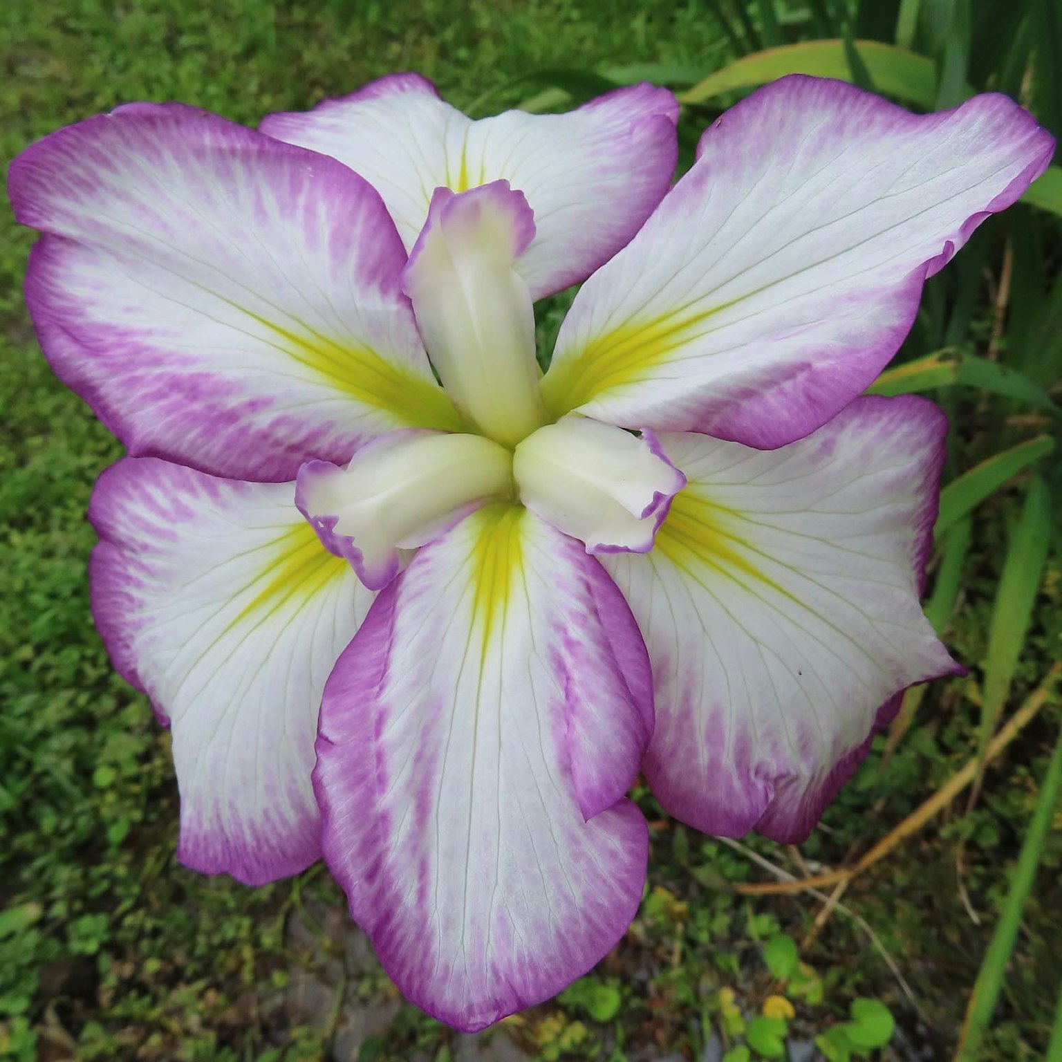 紫色和白色花瓣的鸢尾花