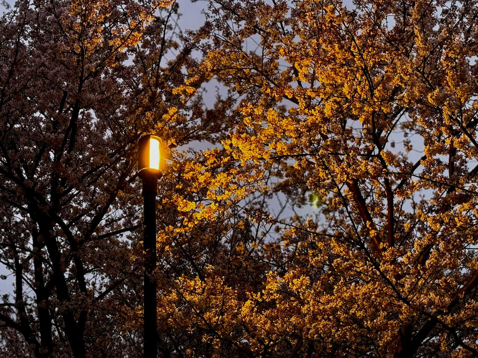 Street lamp emitting warm light surrounded by blooming yellow trees at dusk