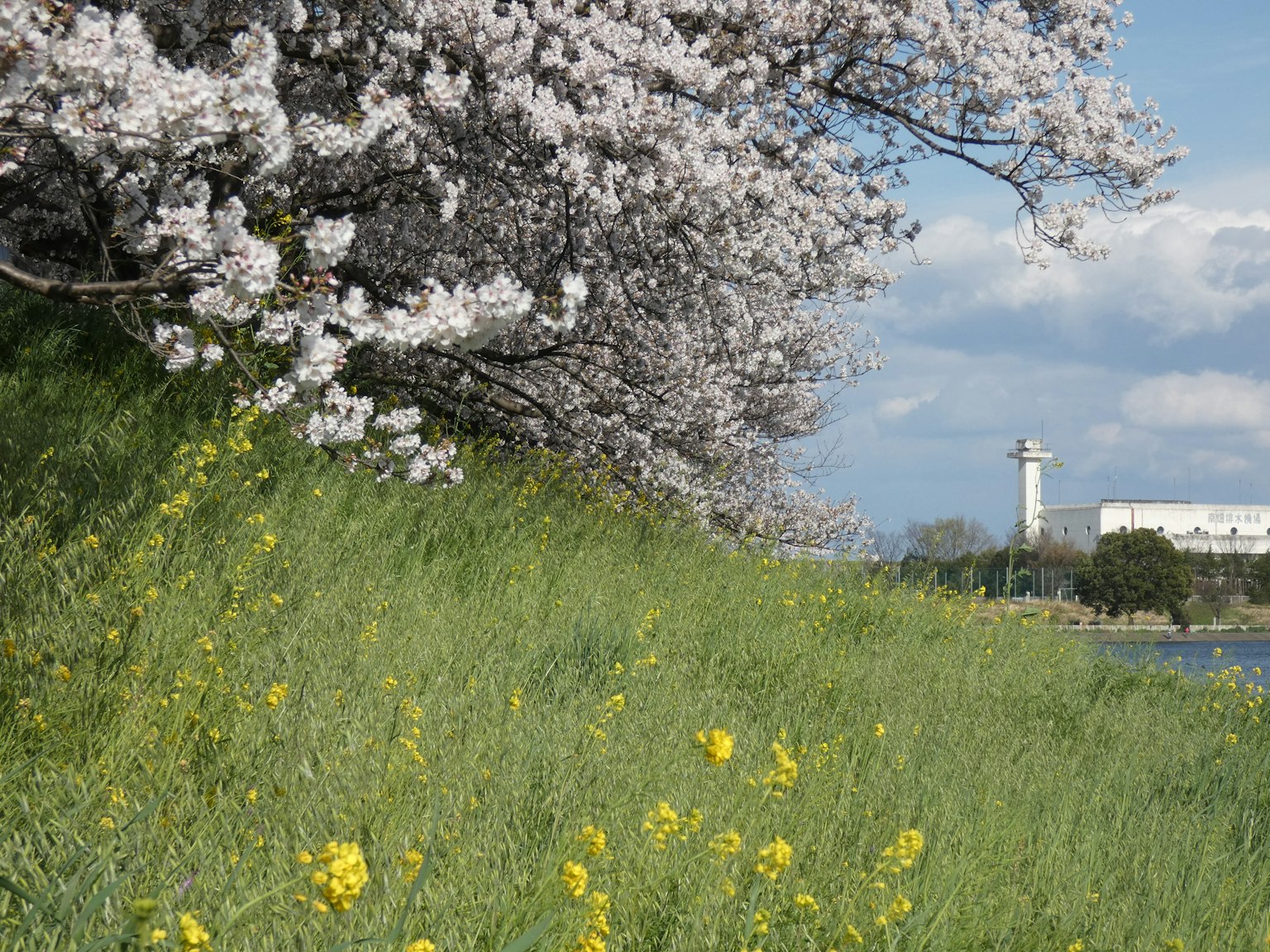 Landscape with cherry blossom trees and yellow flowers in a grassy area
