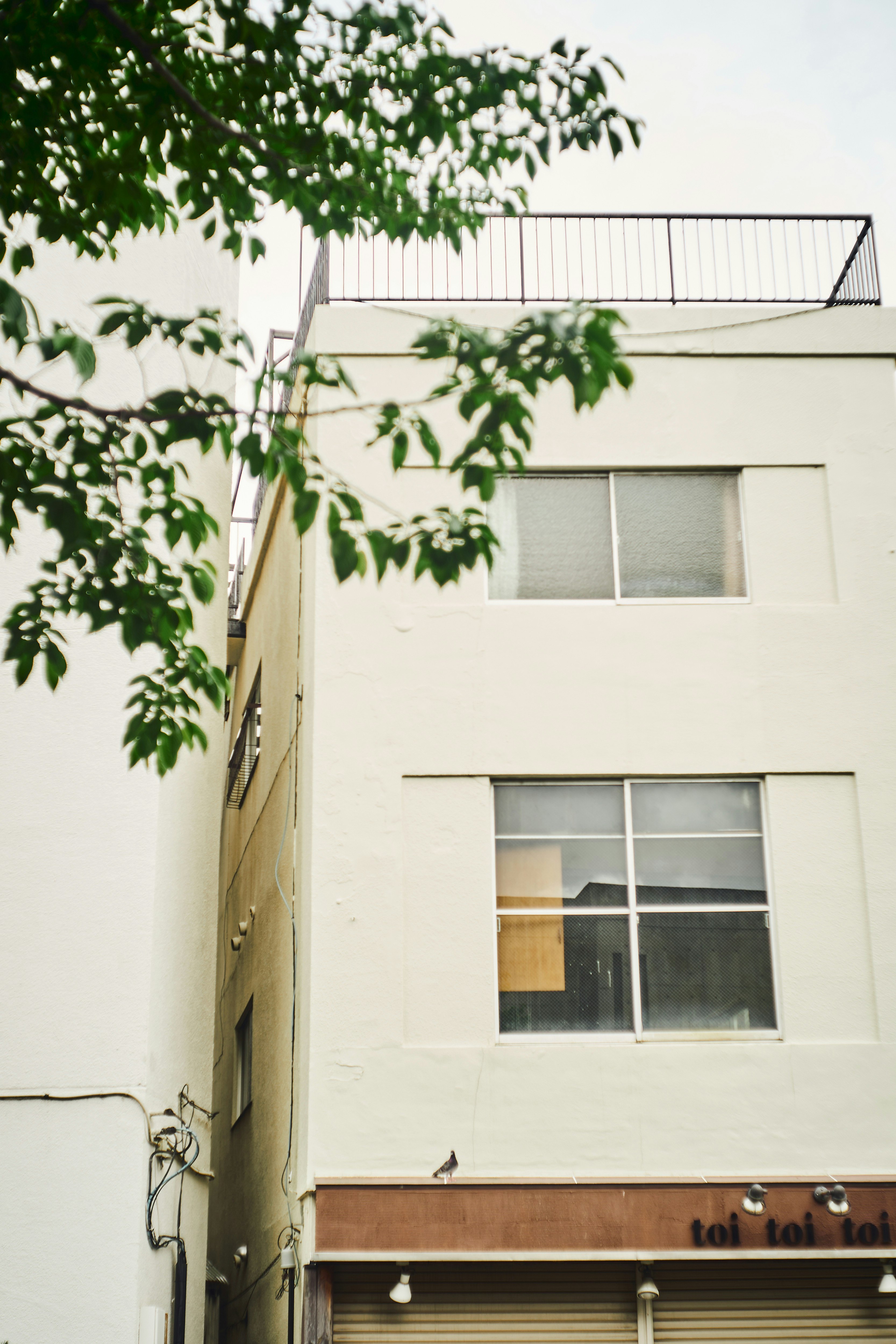 white building exterior with leafy branches