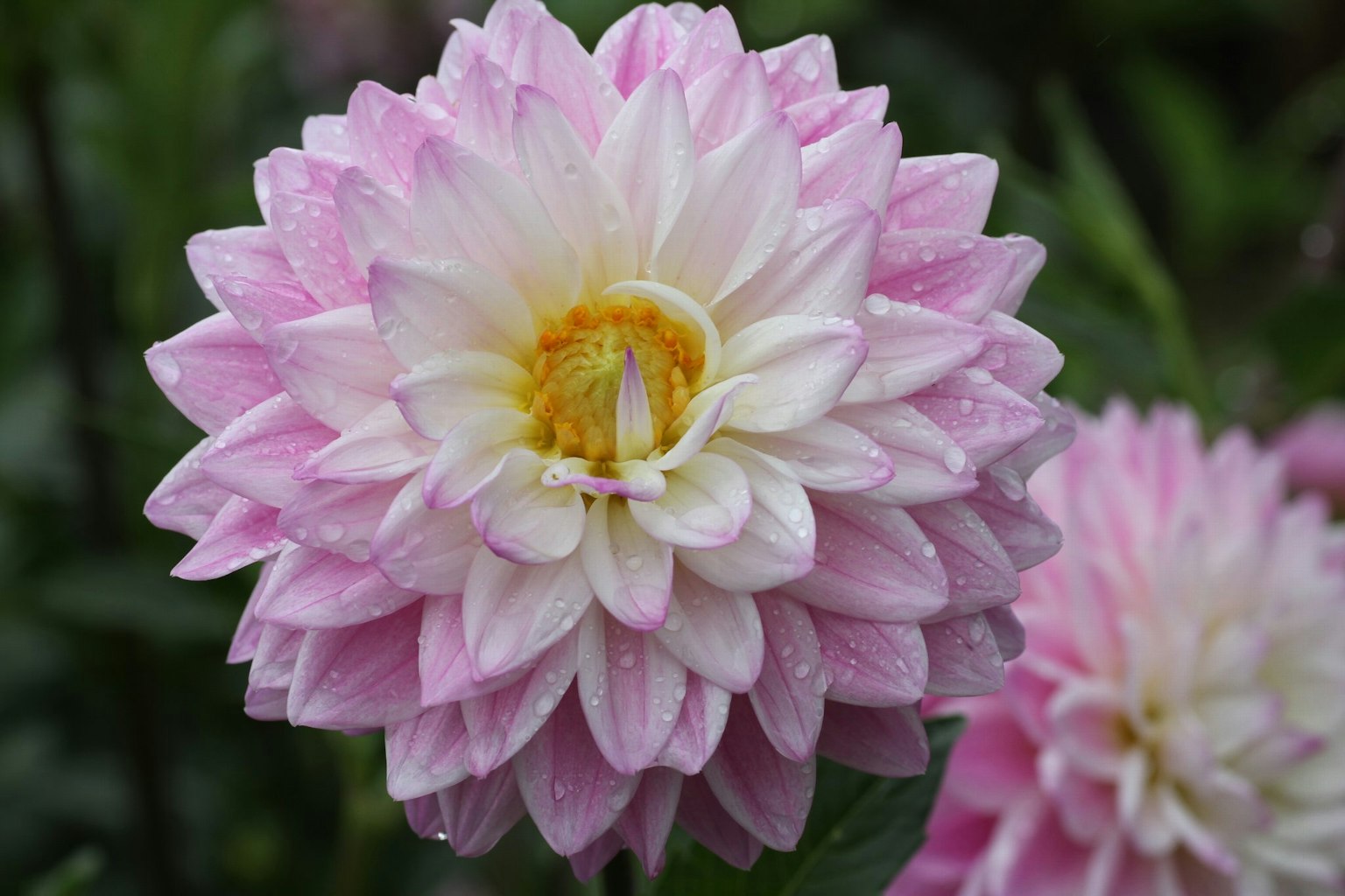 Schöne rosa und weiße Dahlienblüte mit gelbem Zentrum