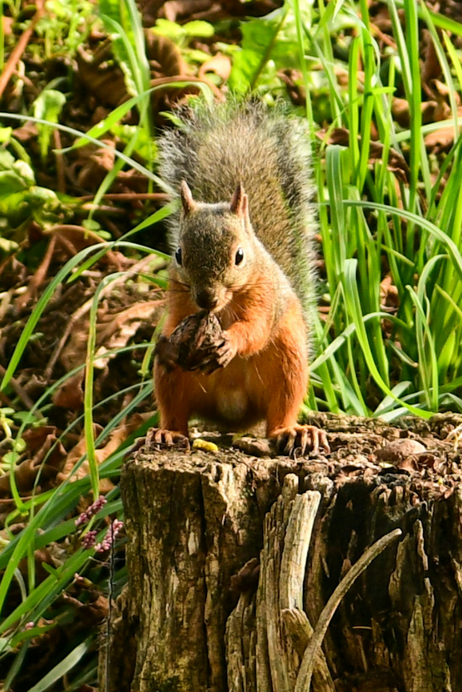 Un écureuil debout sur une souche d'arbre tenant de la nourriture