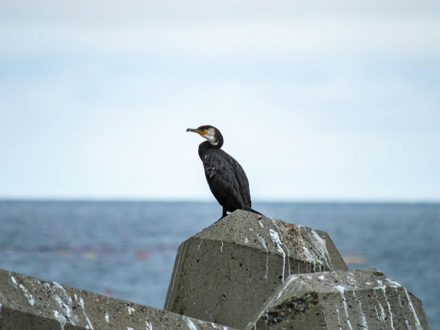 Cormorán posado sobre una roca junto al mar