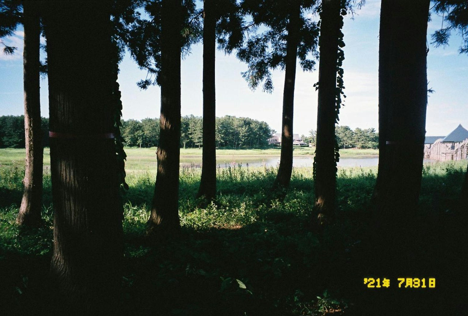 Vista panoramica di verde e acqua tra gli alberi