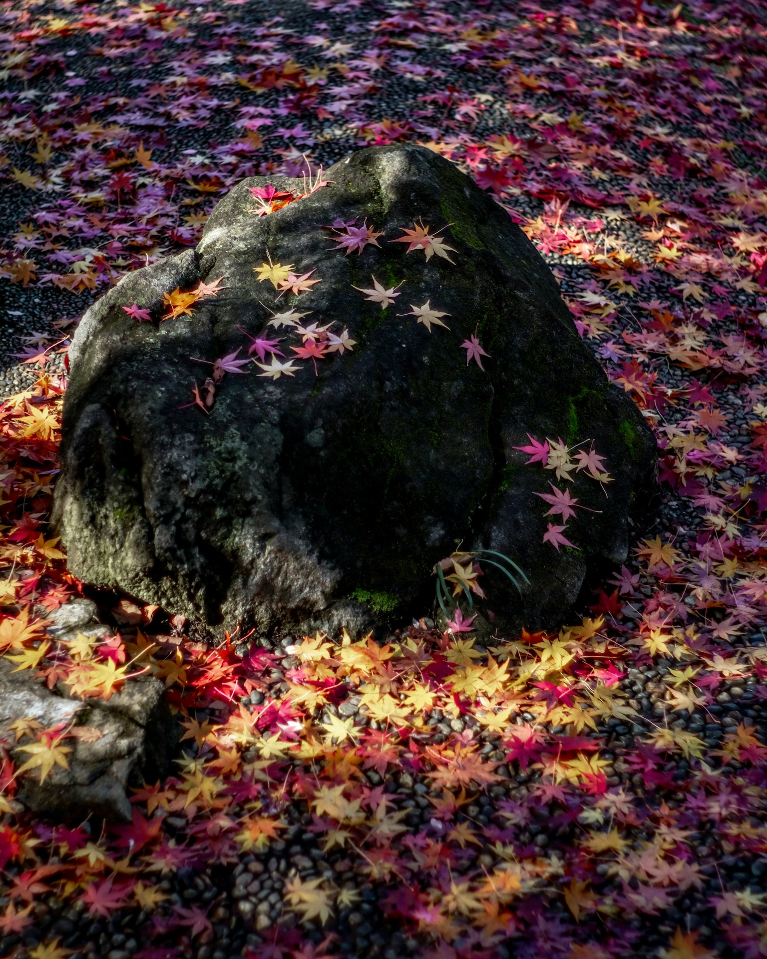 Una roccia coperta di muschio circondata da foglie di acero rosse e gialle vivaci a terra