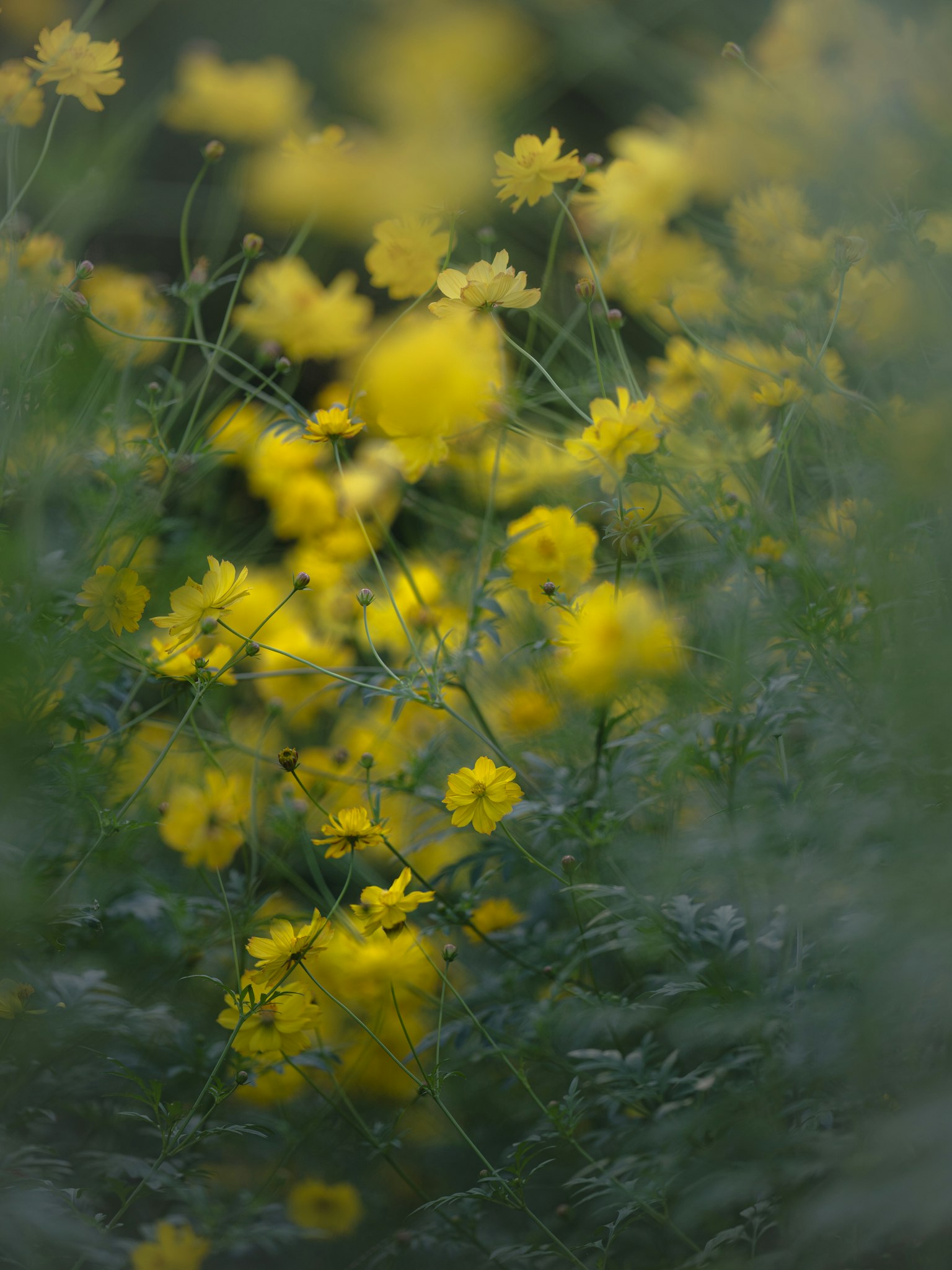 Imagen borrosa de flores amarillas en flor con follaje verde