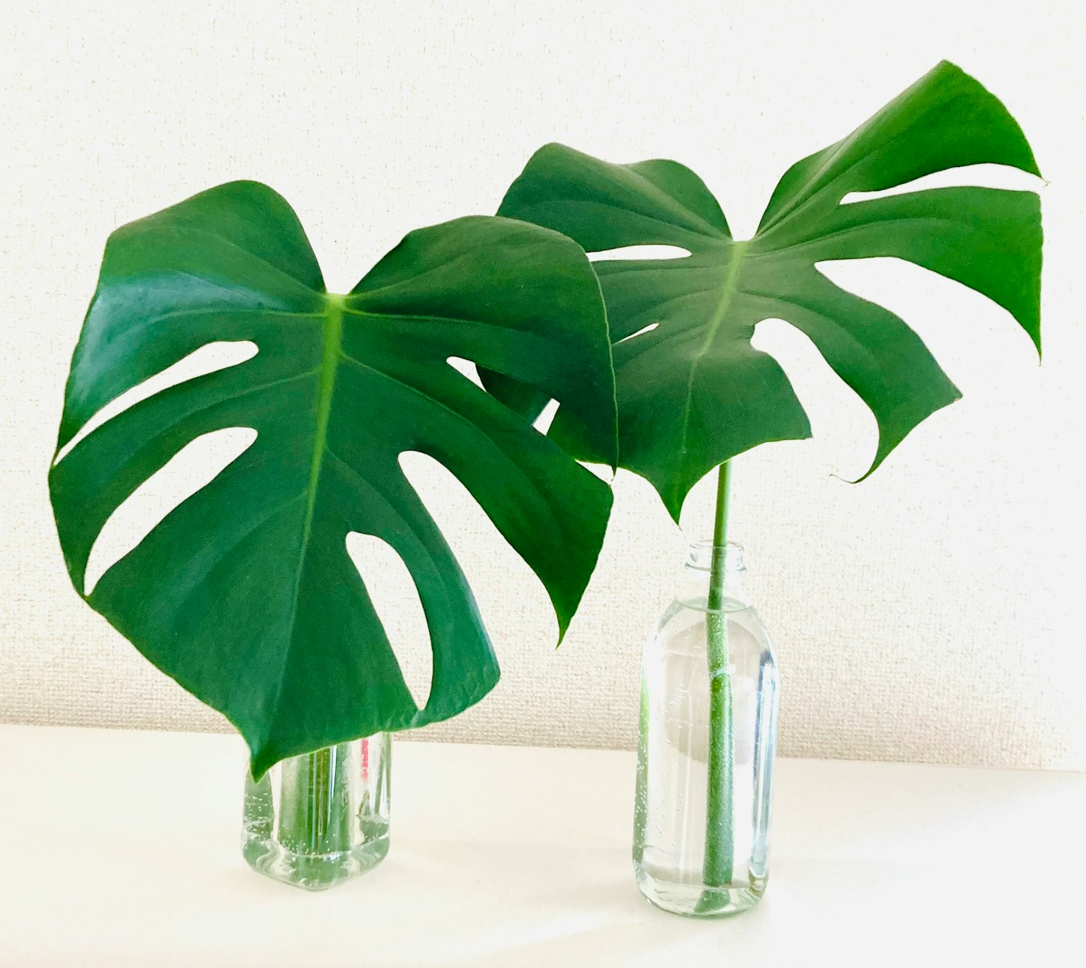 Hai chiếc lá Monstera lớn trong bình thủy tinh trong suốt trên bề mặt trắng