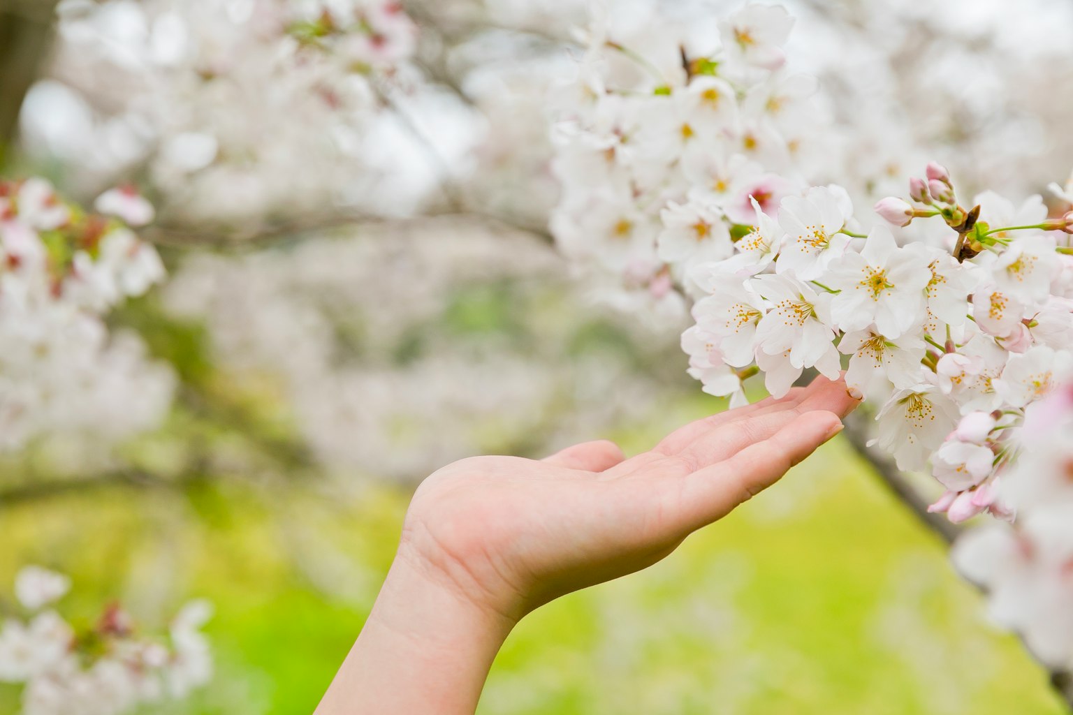 A hand reaching towards cherry blossoms in a serene setting