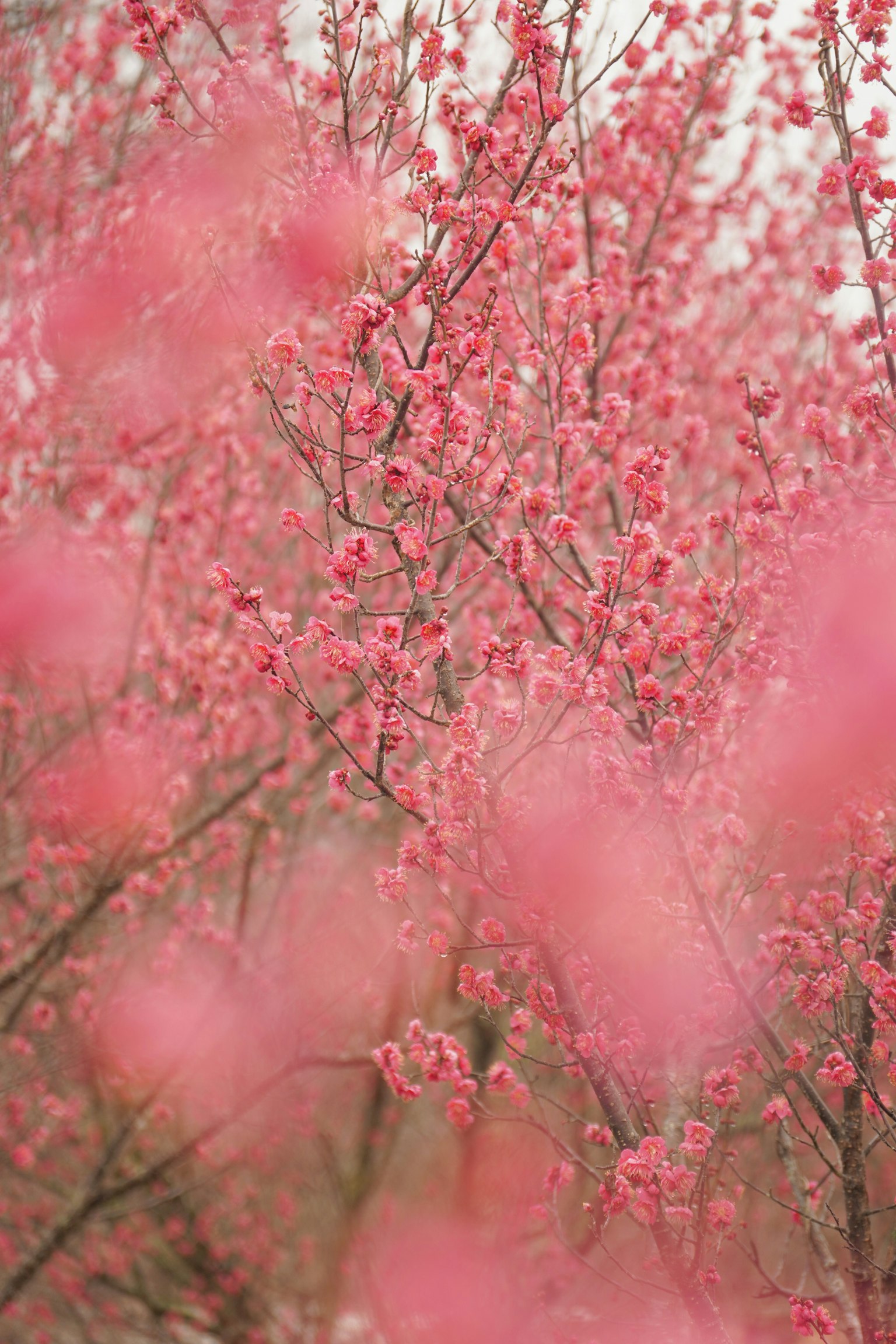 Paesaggio di alberi con fiori rosa chiaro