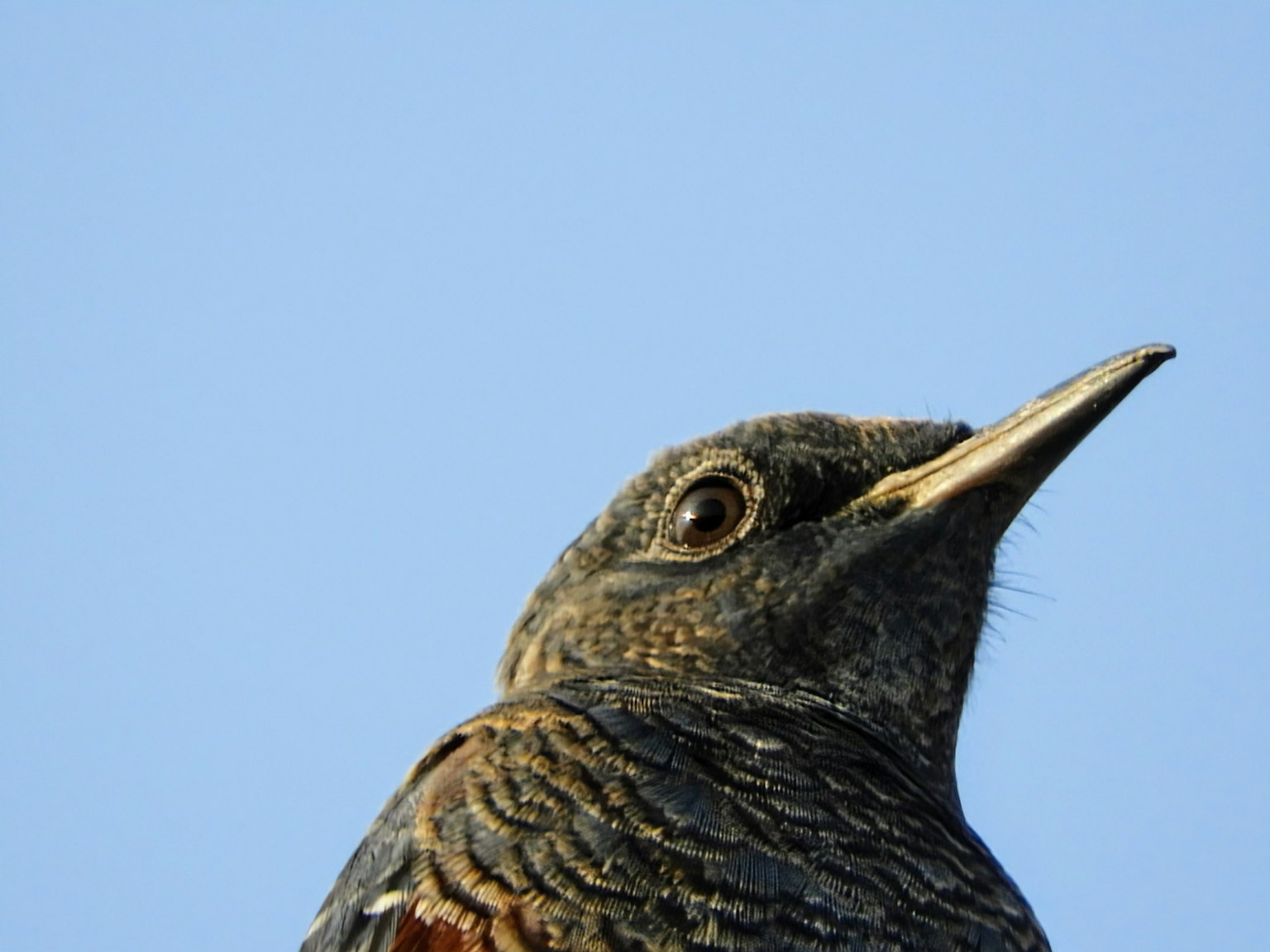 空を背景にした鳥のクローズアップ 目が鋭く羽の模様が美しい