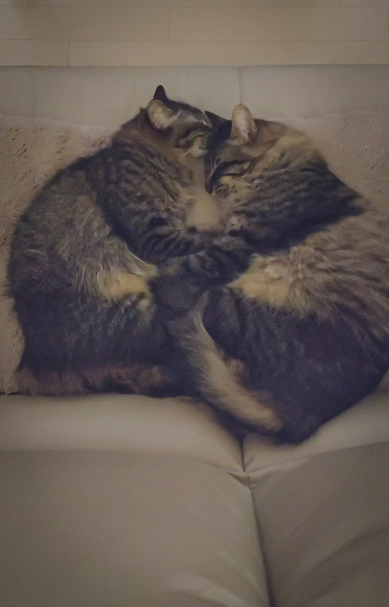 Immagine di due gatti che si abbracciano su un cuscino