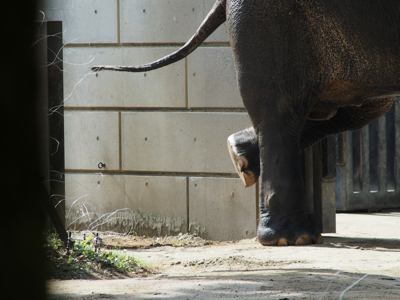 Vue de la patte arrière et de la queue d'un éléphant dans un zoo