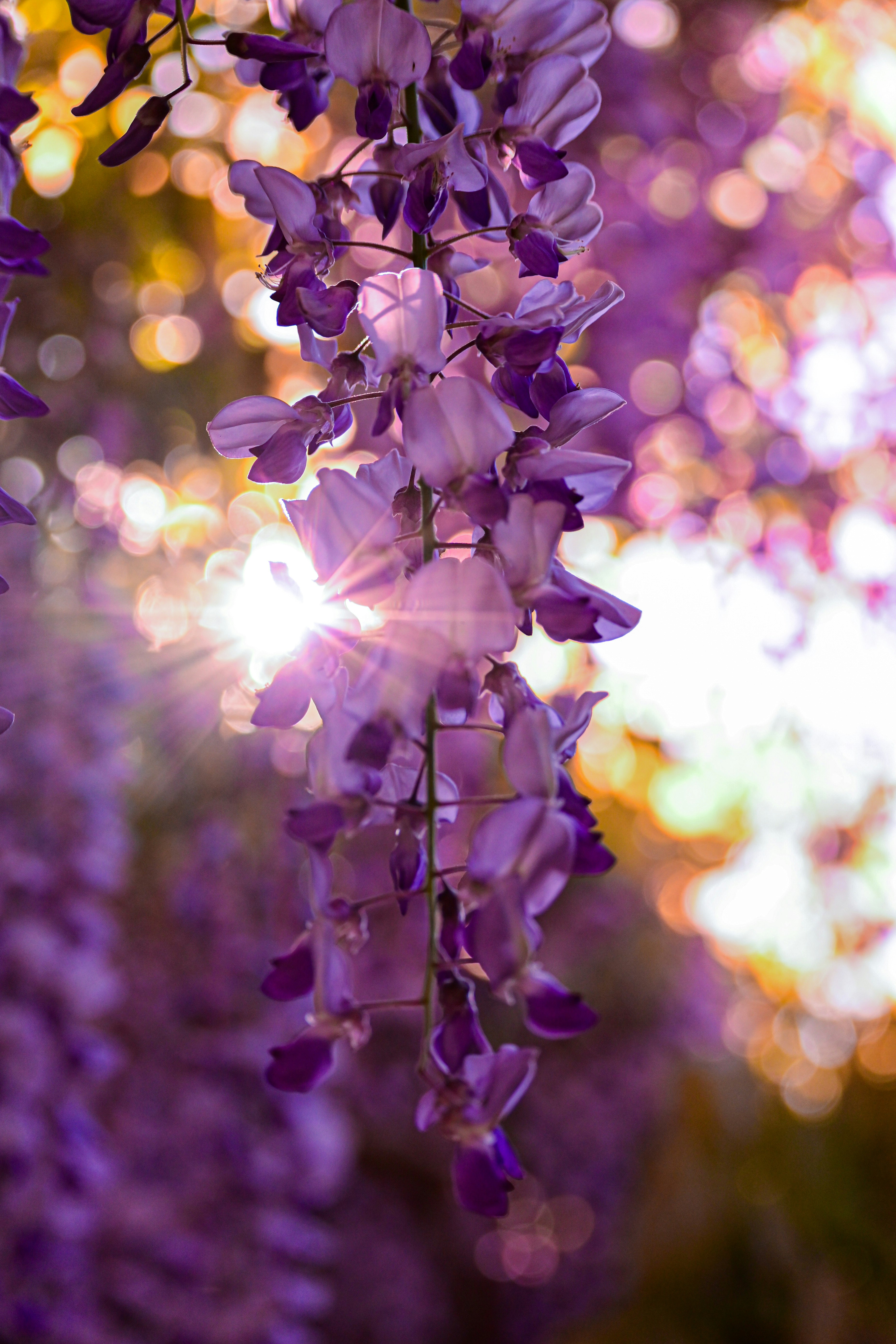 藤の花の房を浅い被写界深度で捉えた画像