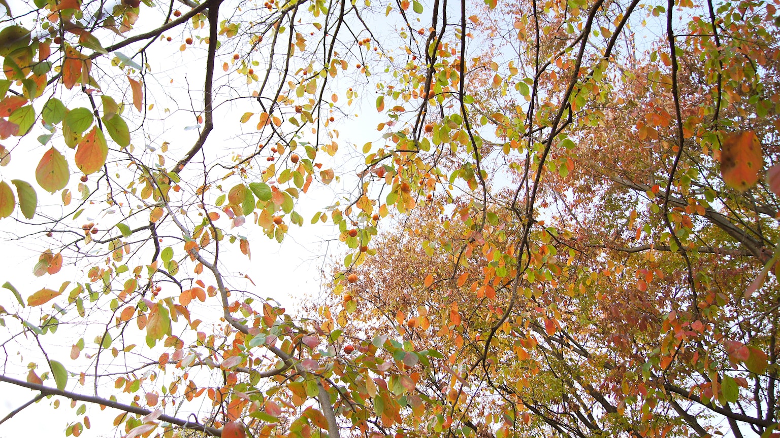 Bunte Herbstblätter von unten betrachtet