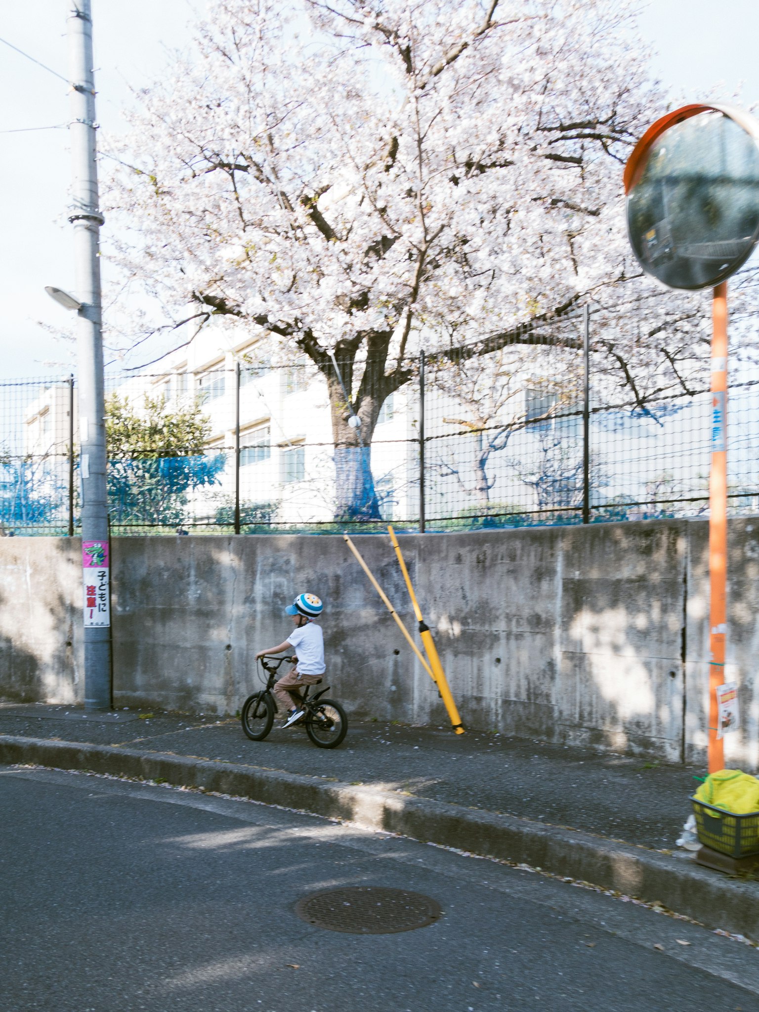 子供が自転車に乗っている桜の木のある風景