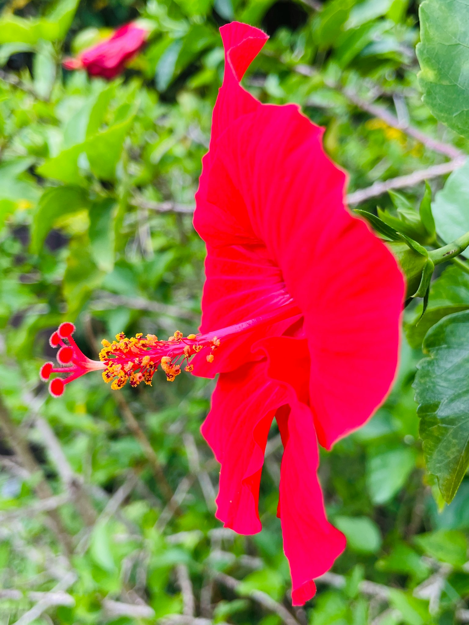 Eine lebhafte rote Hibiskusblume, die zwischen grünen Blättern blüht