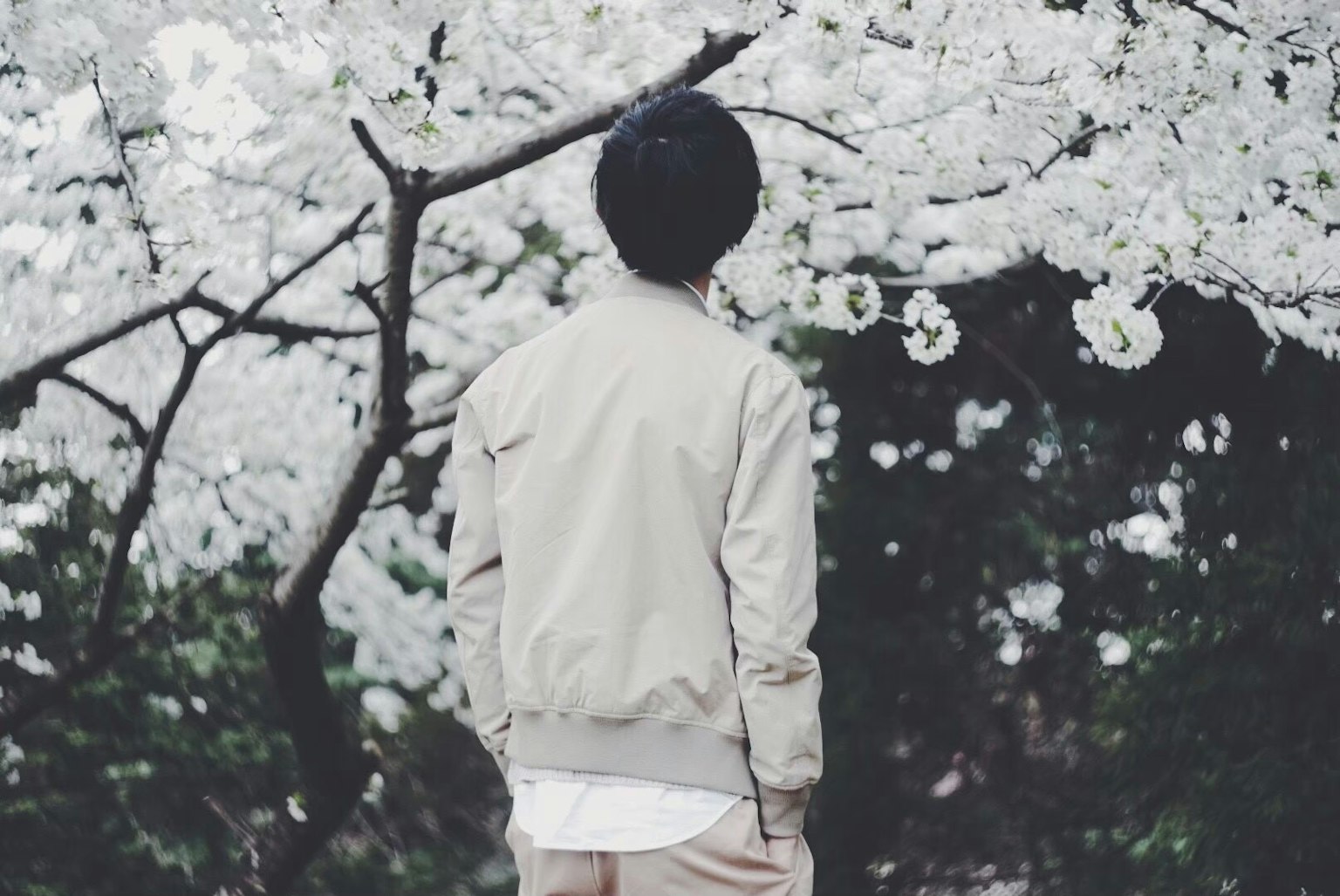 一个男孩背对着白色樱花站立