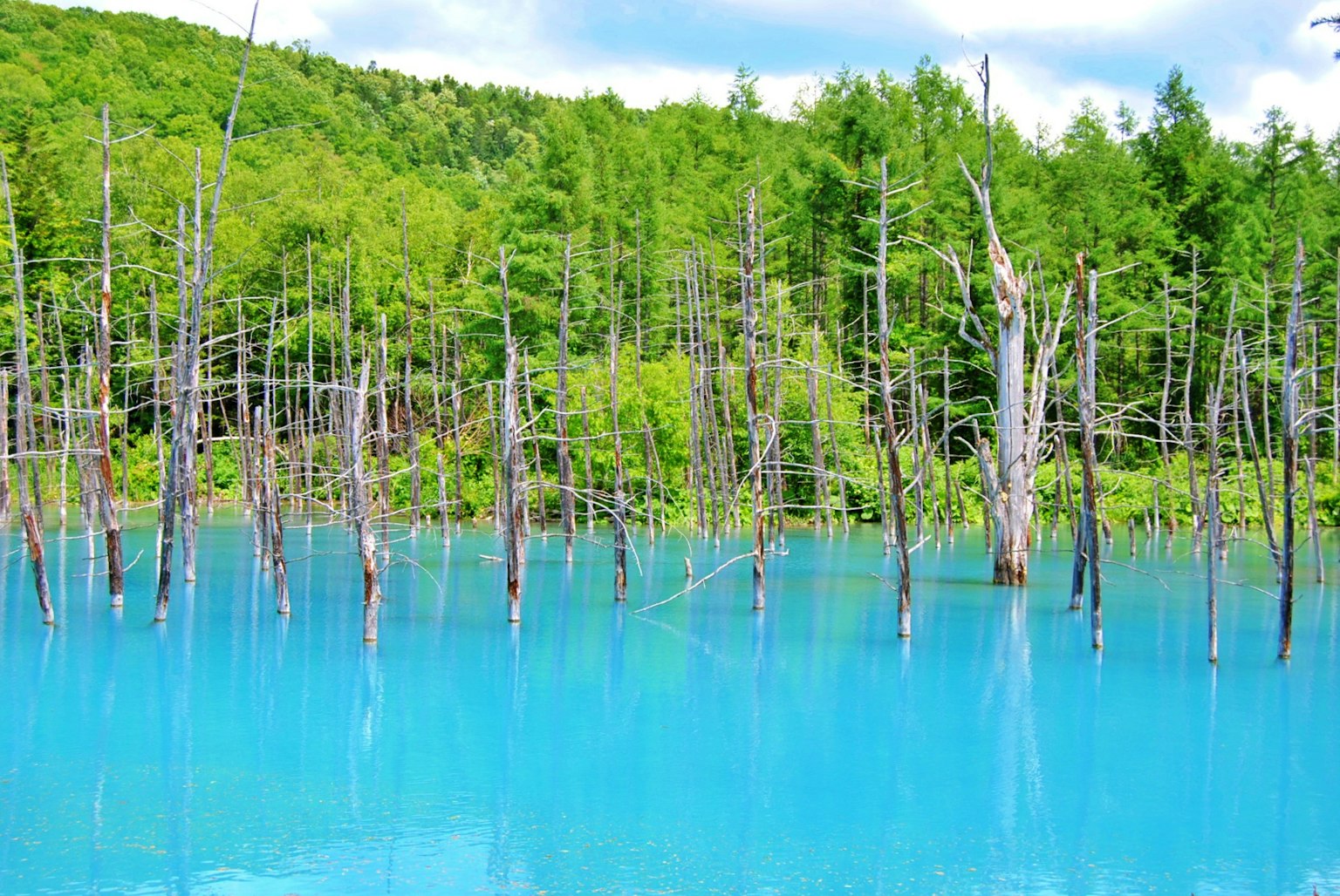 Paisaje con agua azul vibrante y bosque verde con árboles muertos que emergen del agua