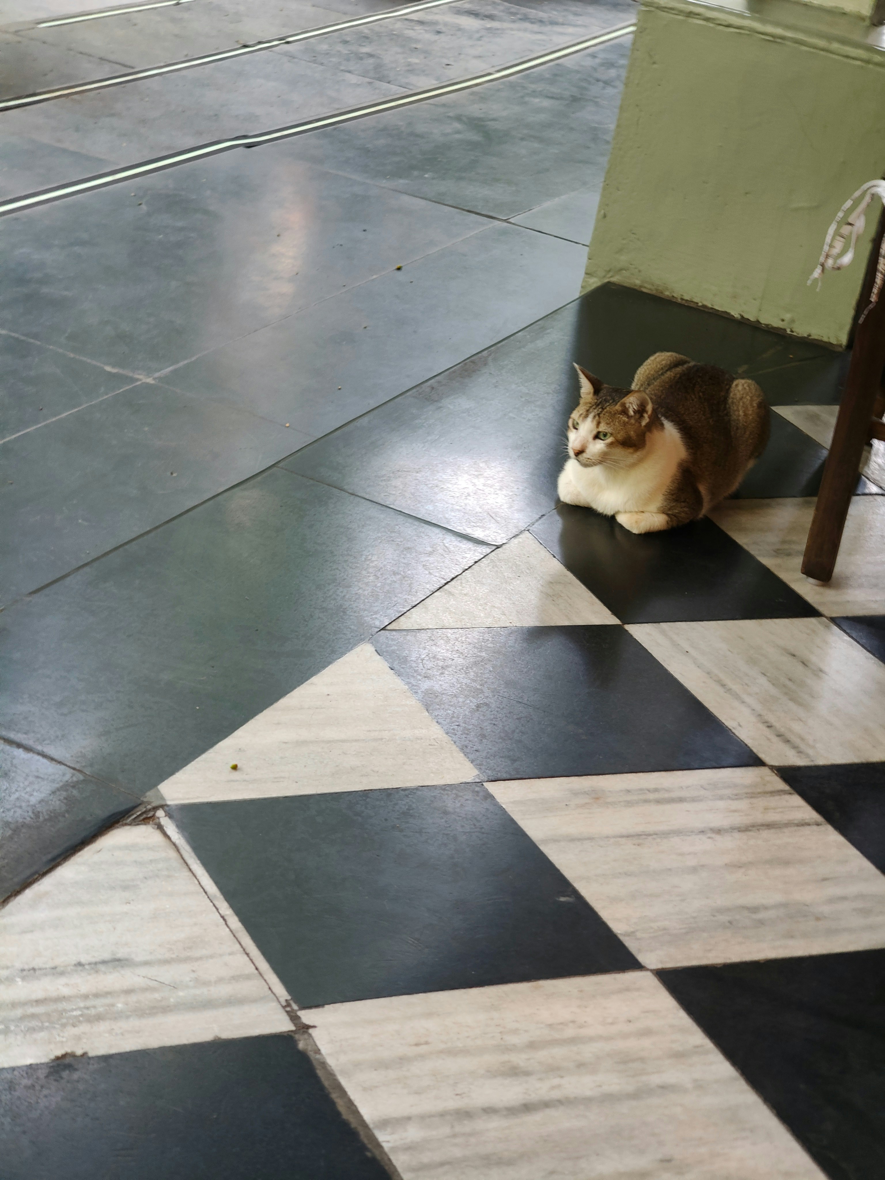 Katze ruht in einer Kiste neben einem Schachbrettboden