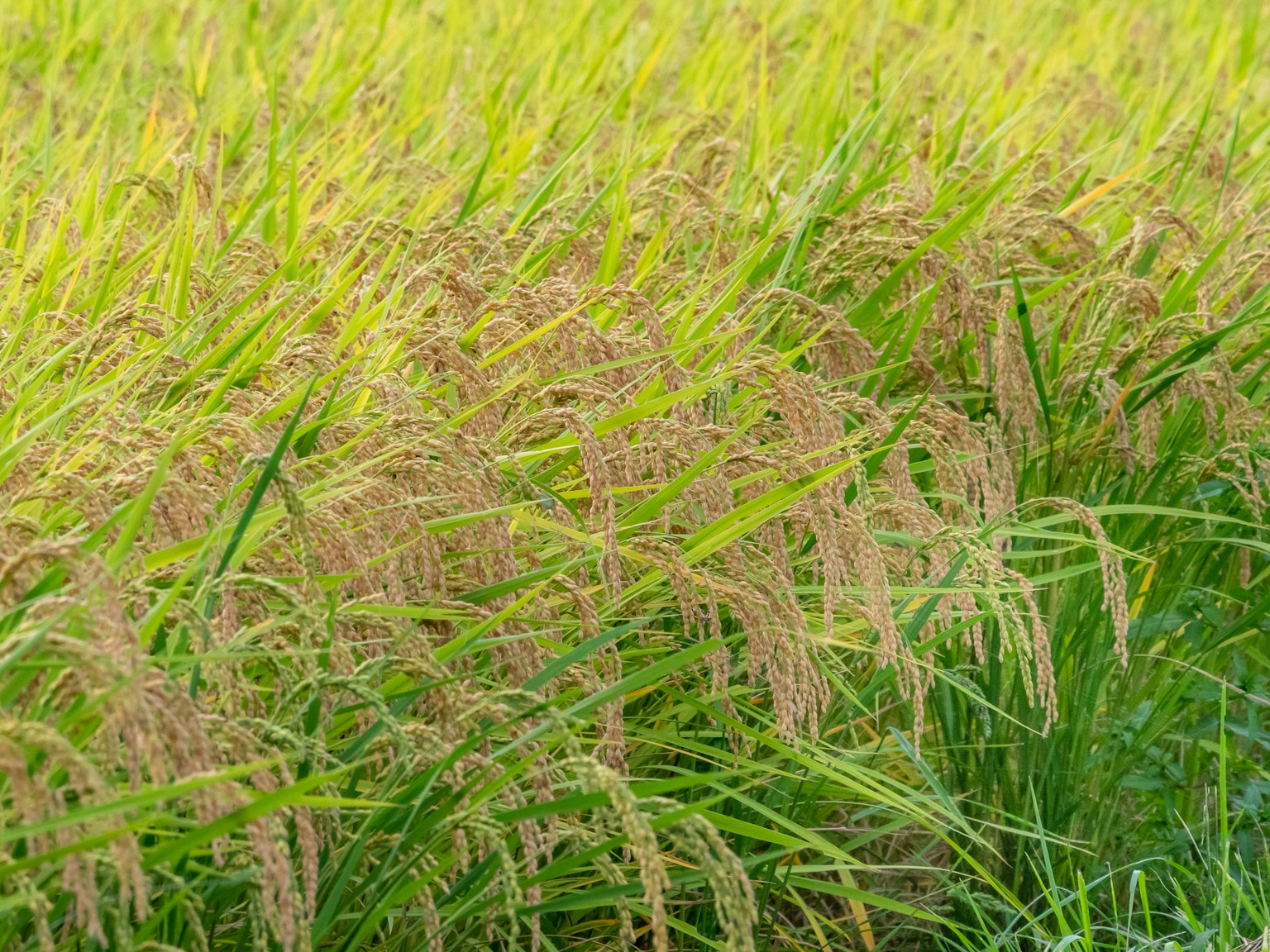 Ladang padi hijau subur dengan bulir padi emas yang matang