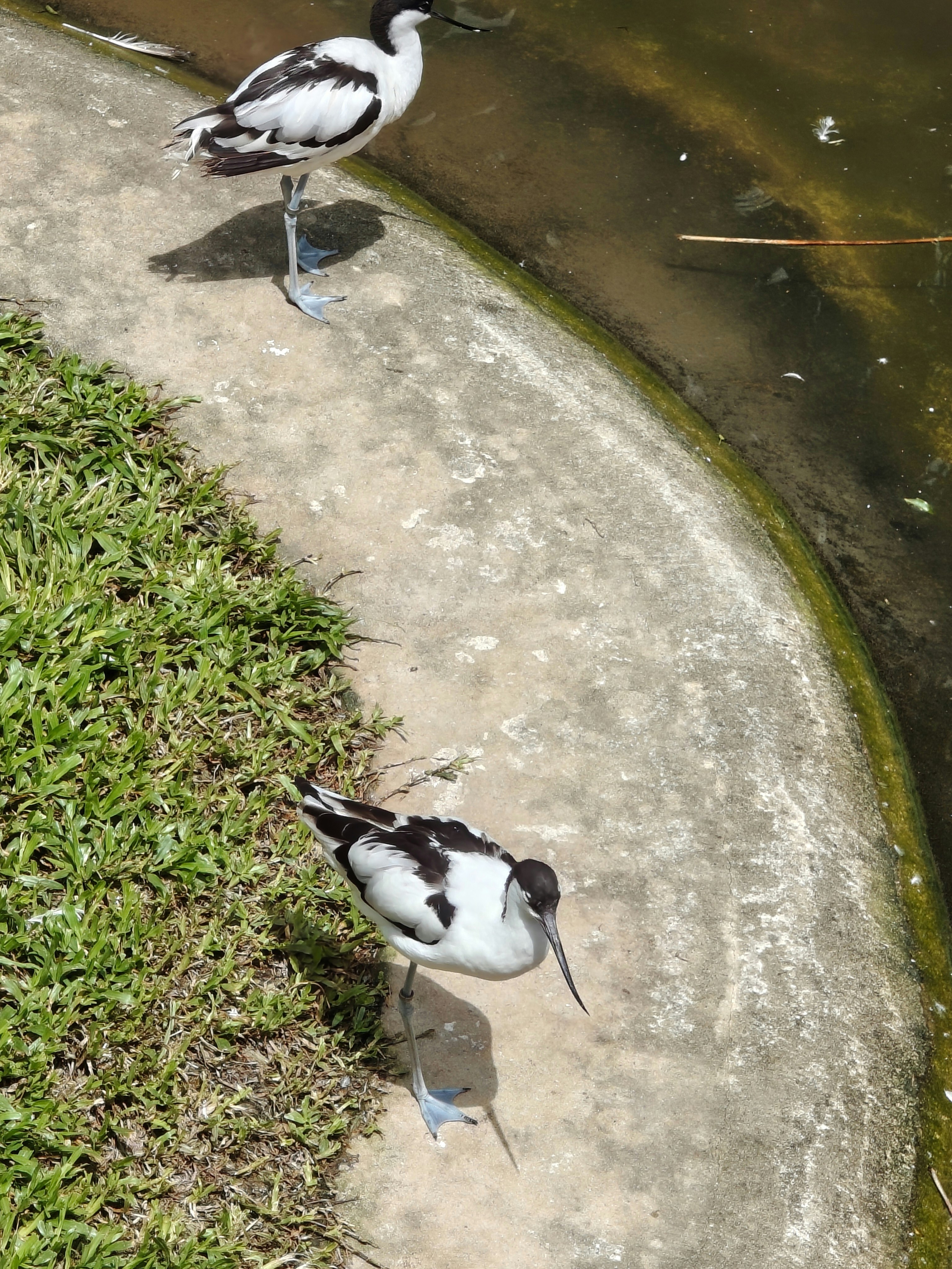 kleine Vögel am Wasser (Bird Paradise)