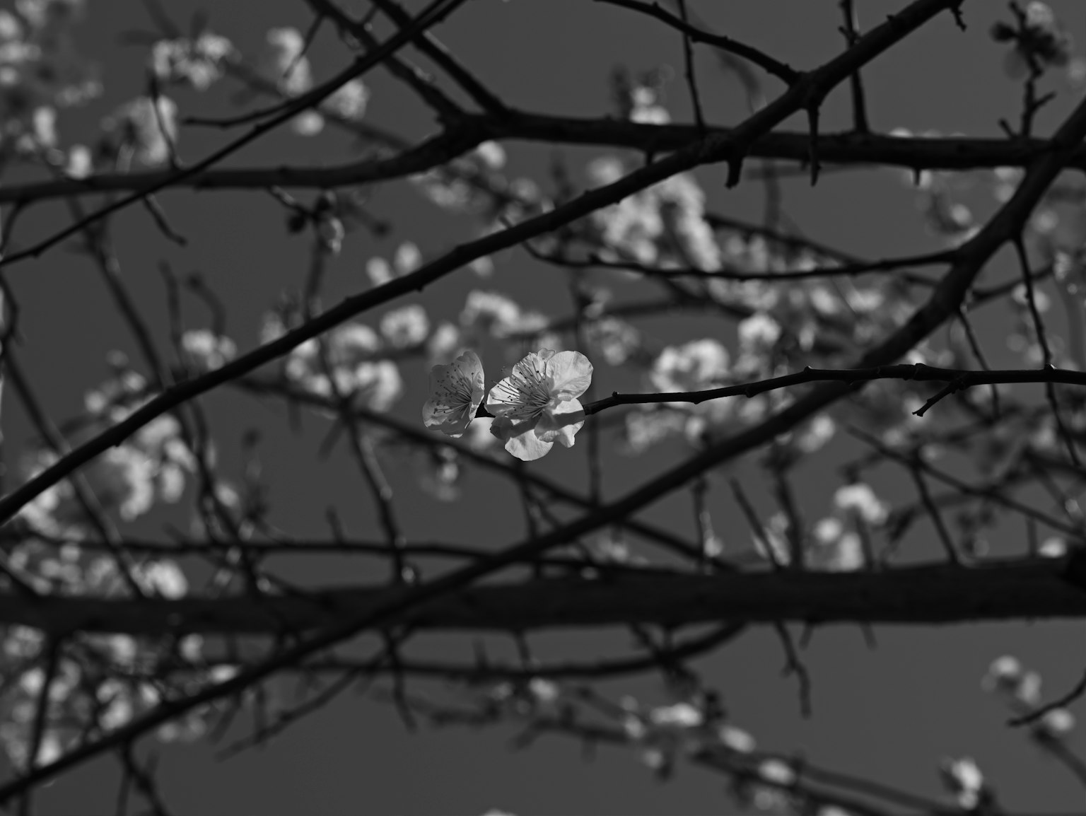 Contraste des fleurs et des branches sur un fond noir et blanc