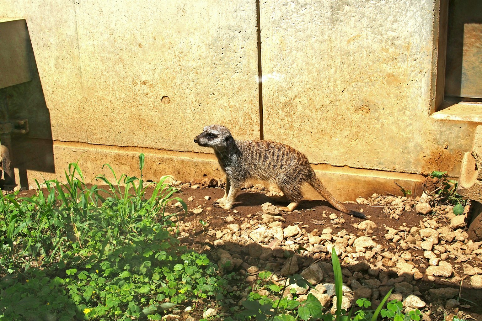Un suricata che cammina sul terreno circondato da erba verde e rocce