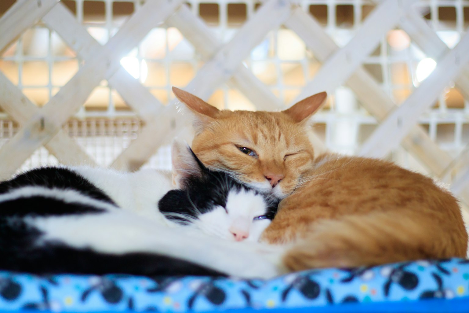 Zwei Katzen, die sich in einer gemütlichen Umgebung aneinander kuscheln