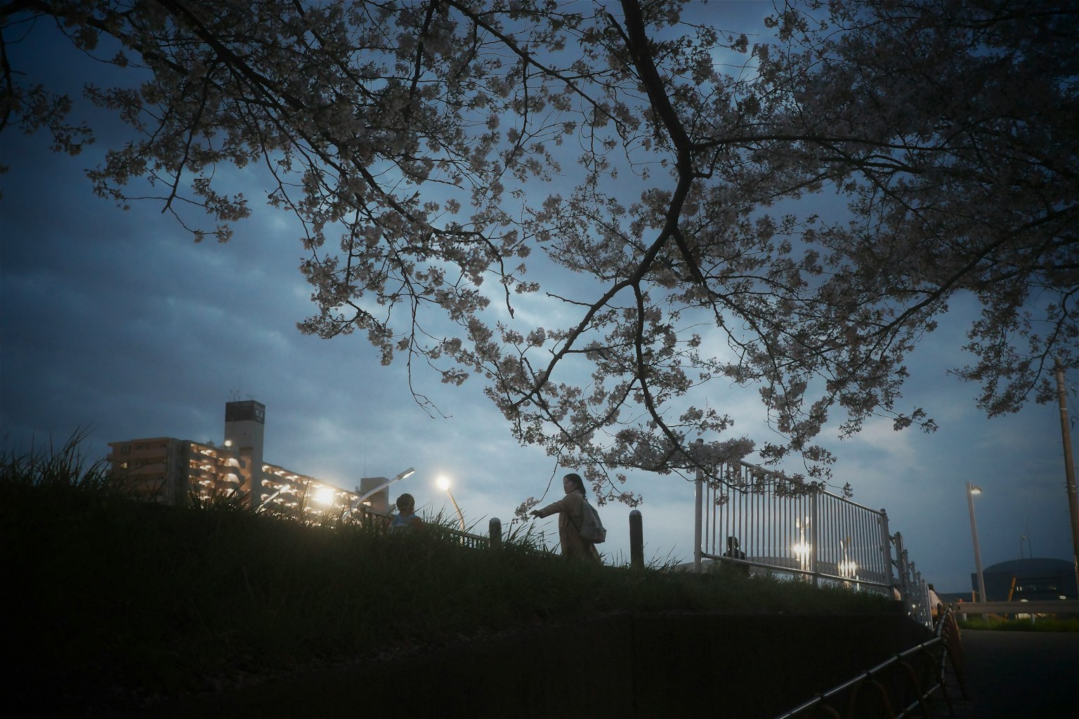 夜间樱花下的人们散步