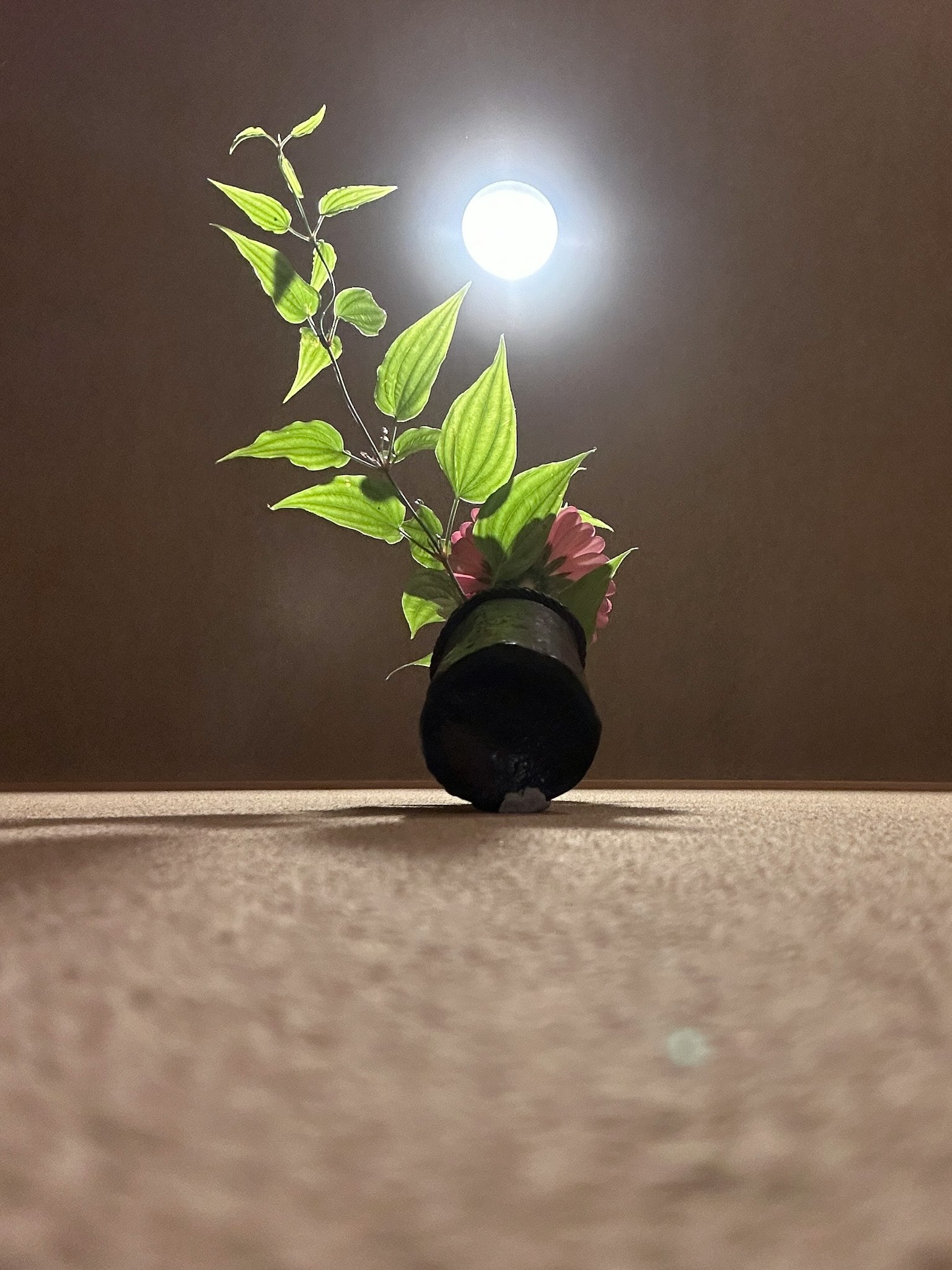 Indoor scene featuring a plant and a bright light source