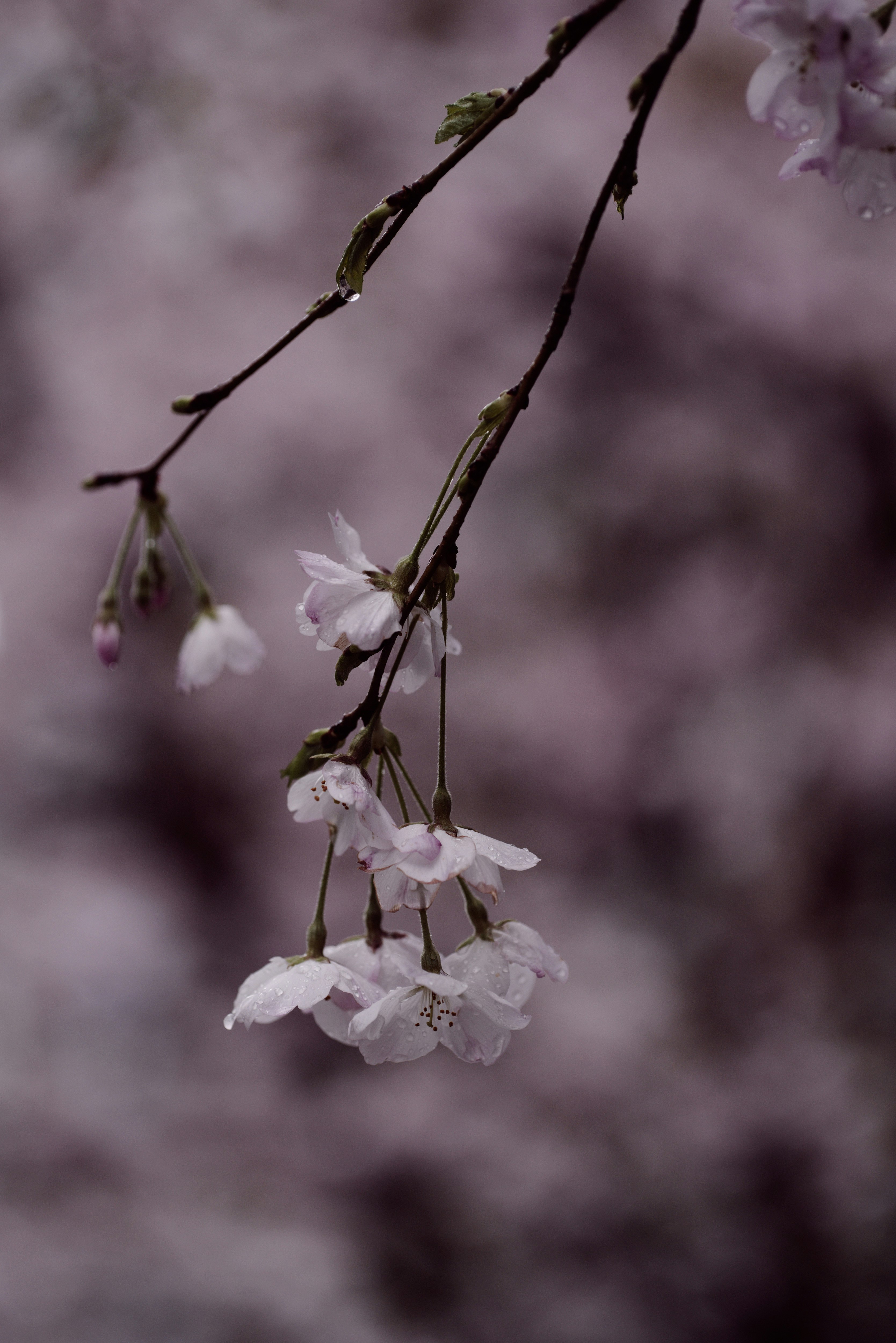 雨に濡れた桜の枝に咲く花