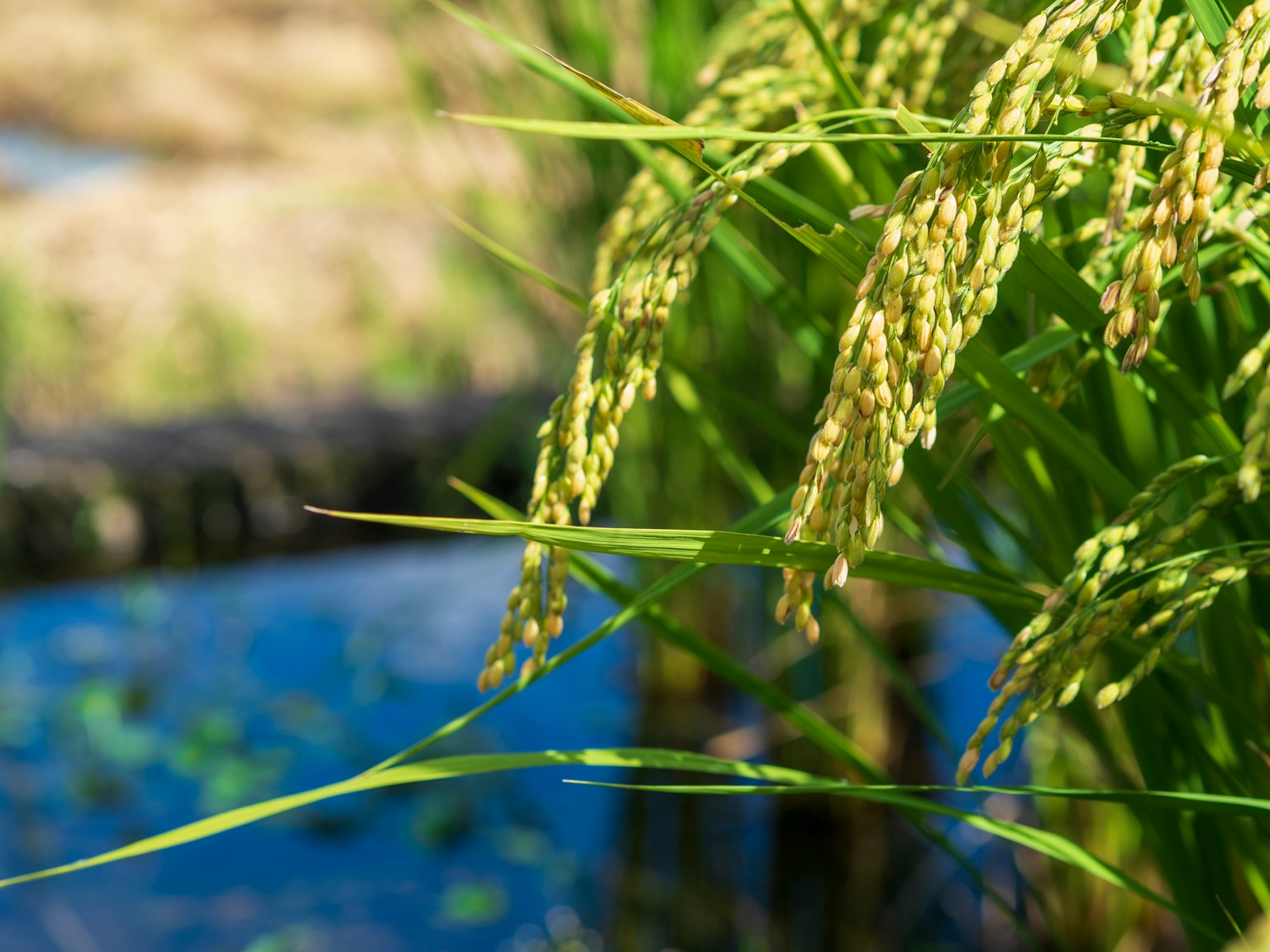 Pemandangan dekat bulir padi dan daun di dekat sawah