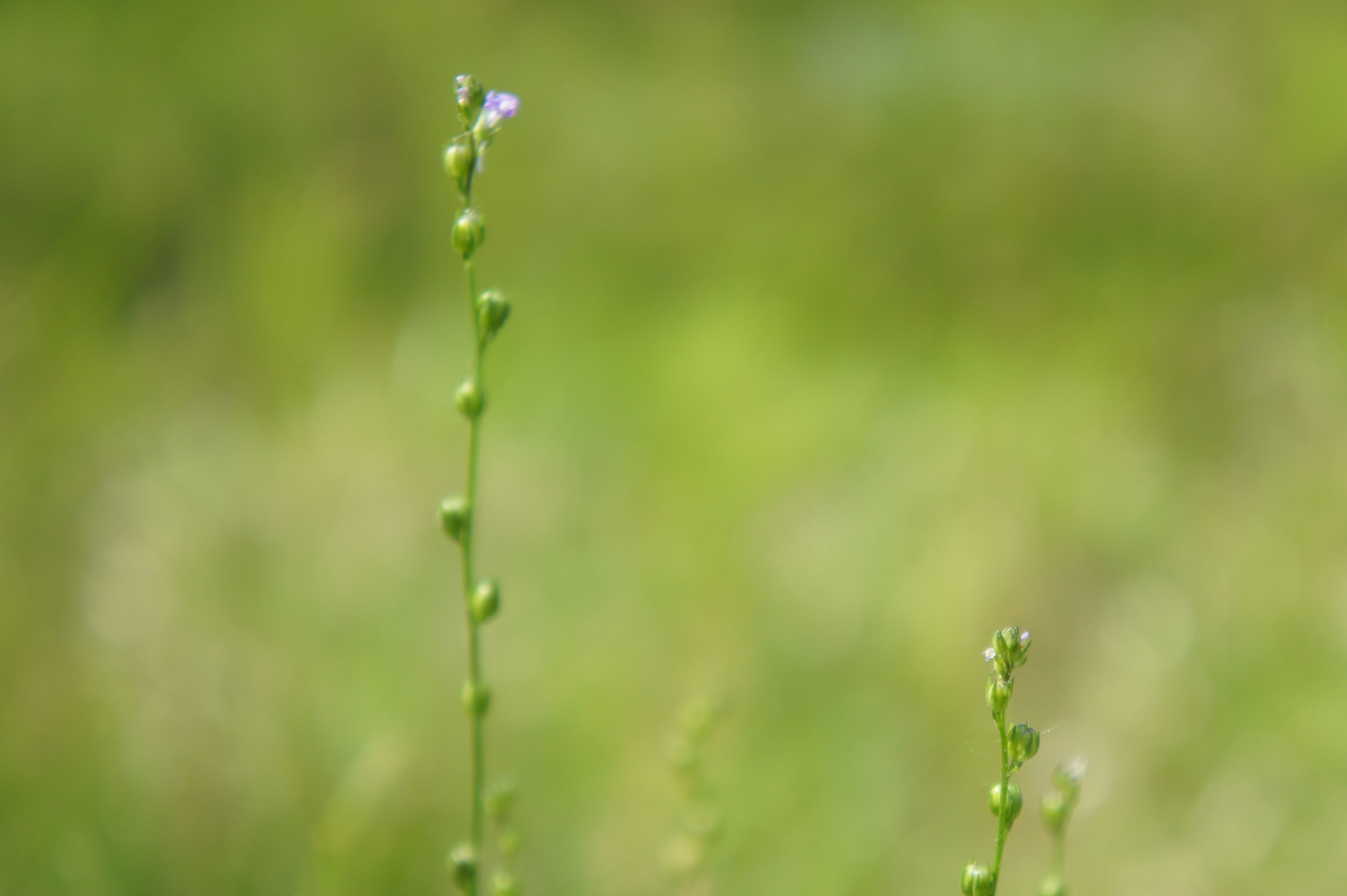緑の草原に伸びる小さな新芽の穂先